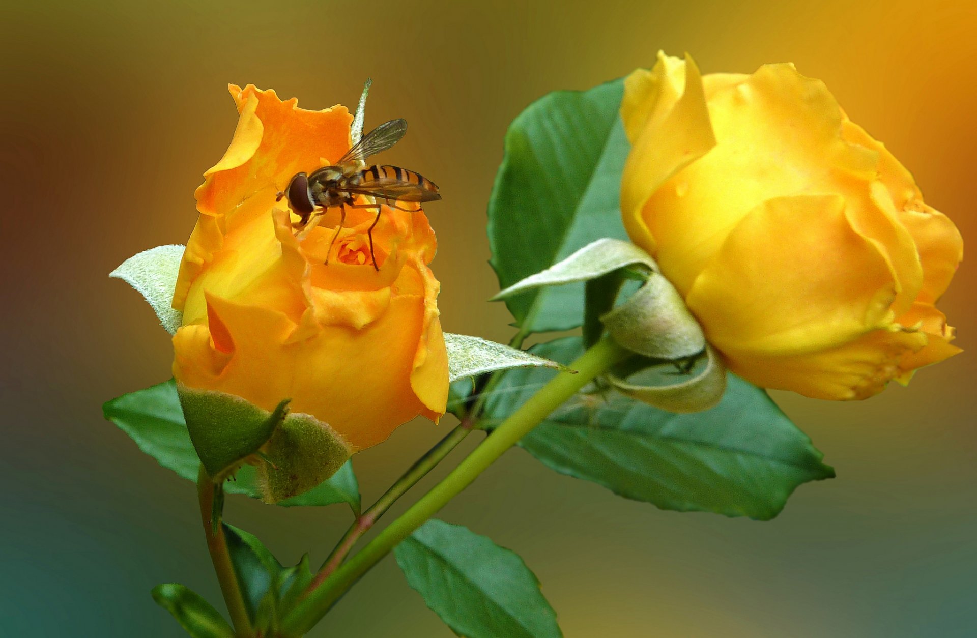 blume rose blütenblätter insekt fliege