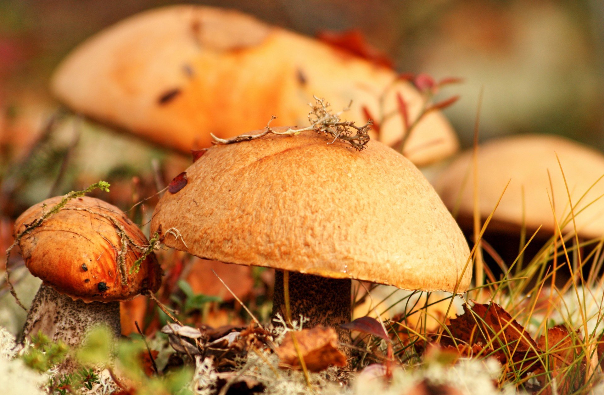 funghi cibo autunno macro erba foglie