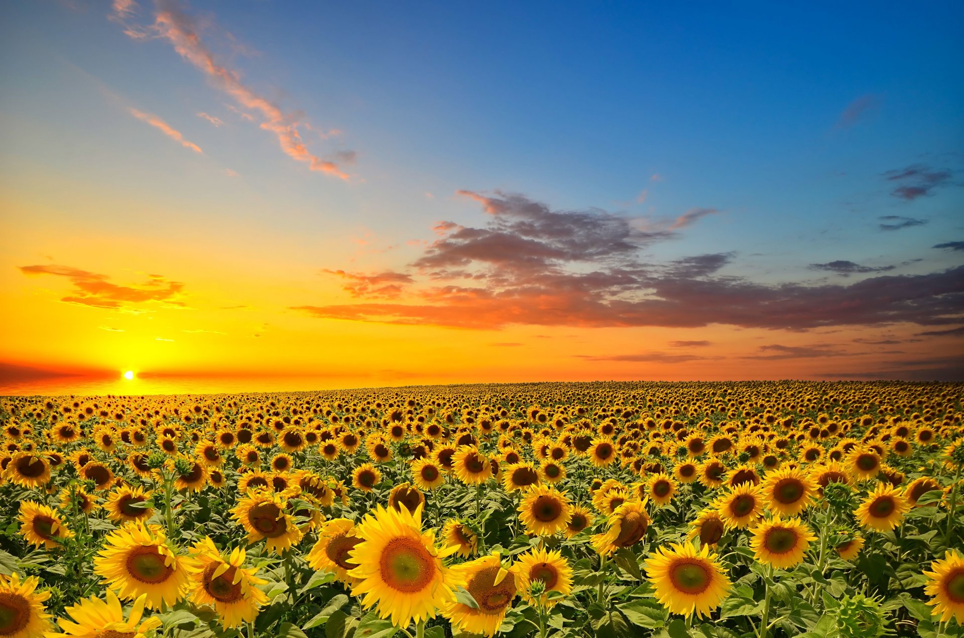 tramonto arancione sole nuvoloso campo girasoli