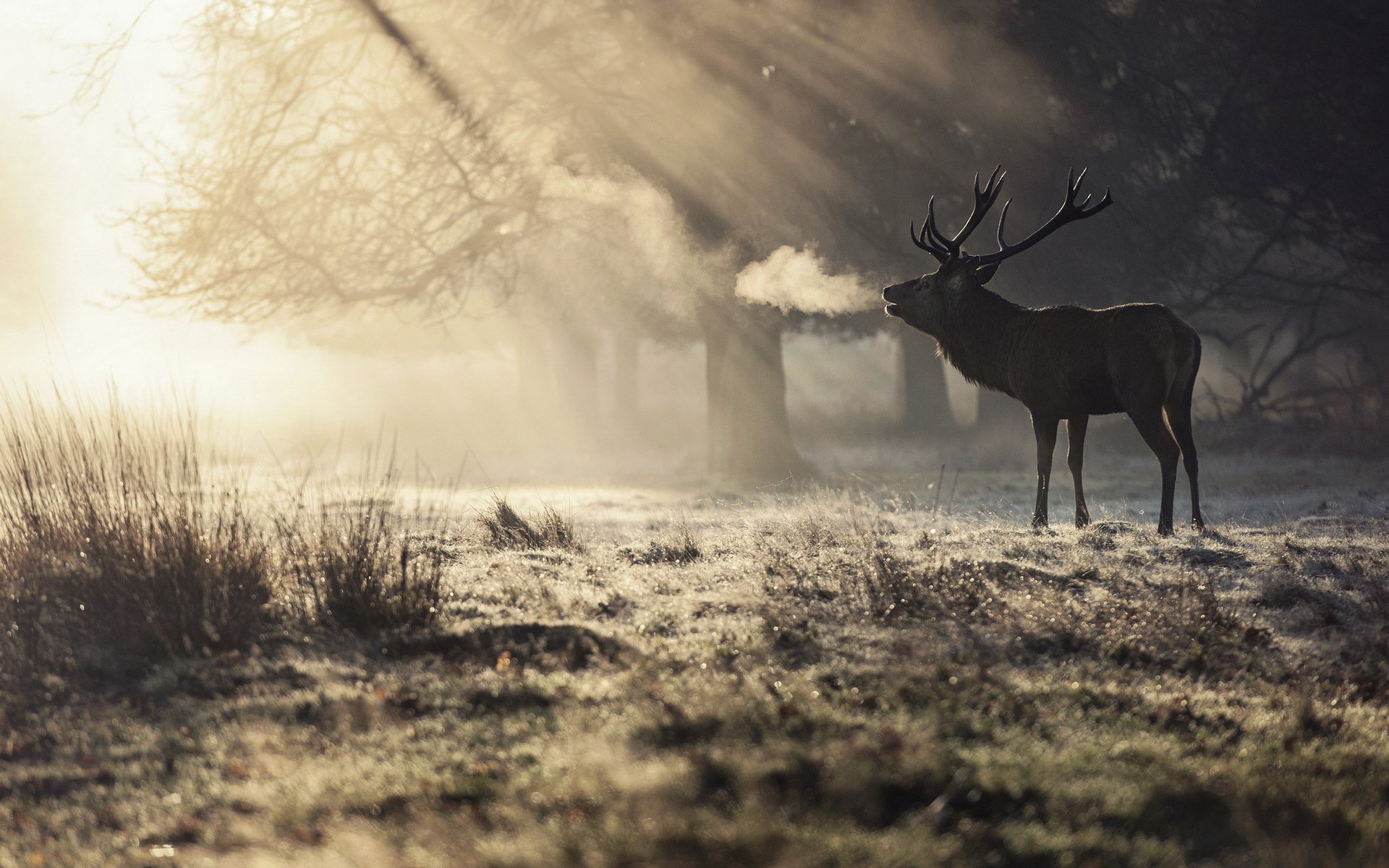 hirsch morgen natur