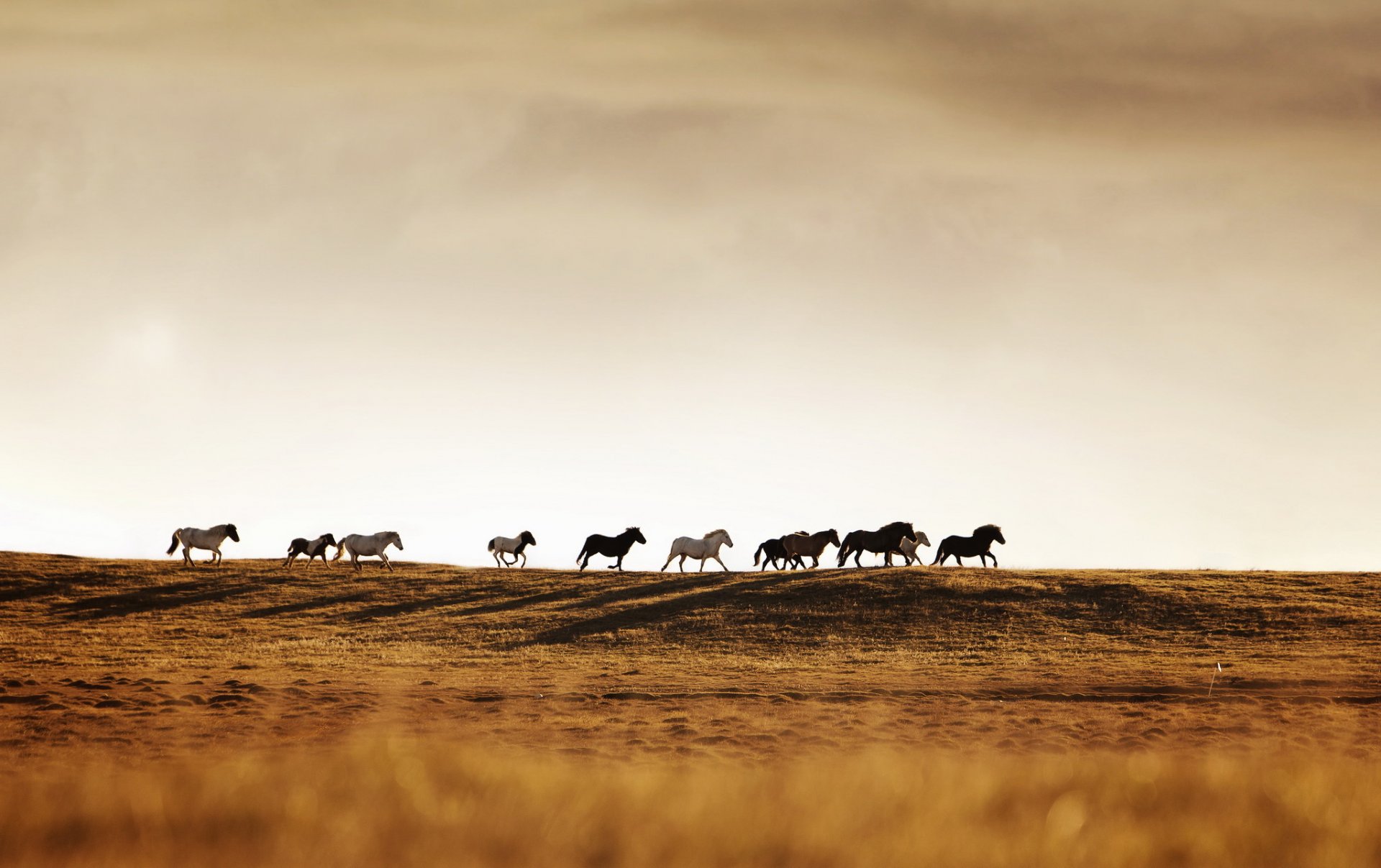 horses herd nature