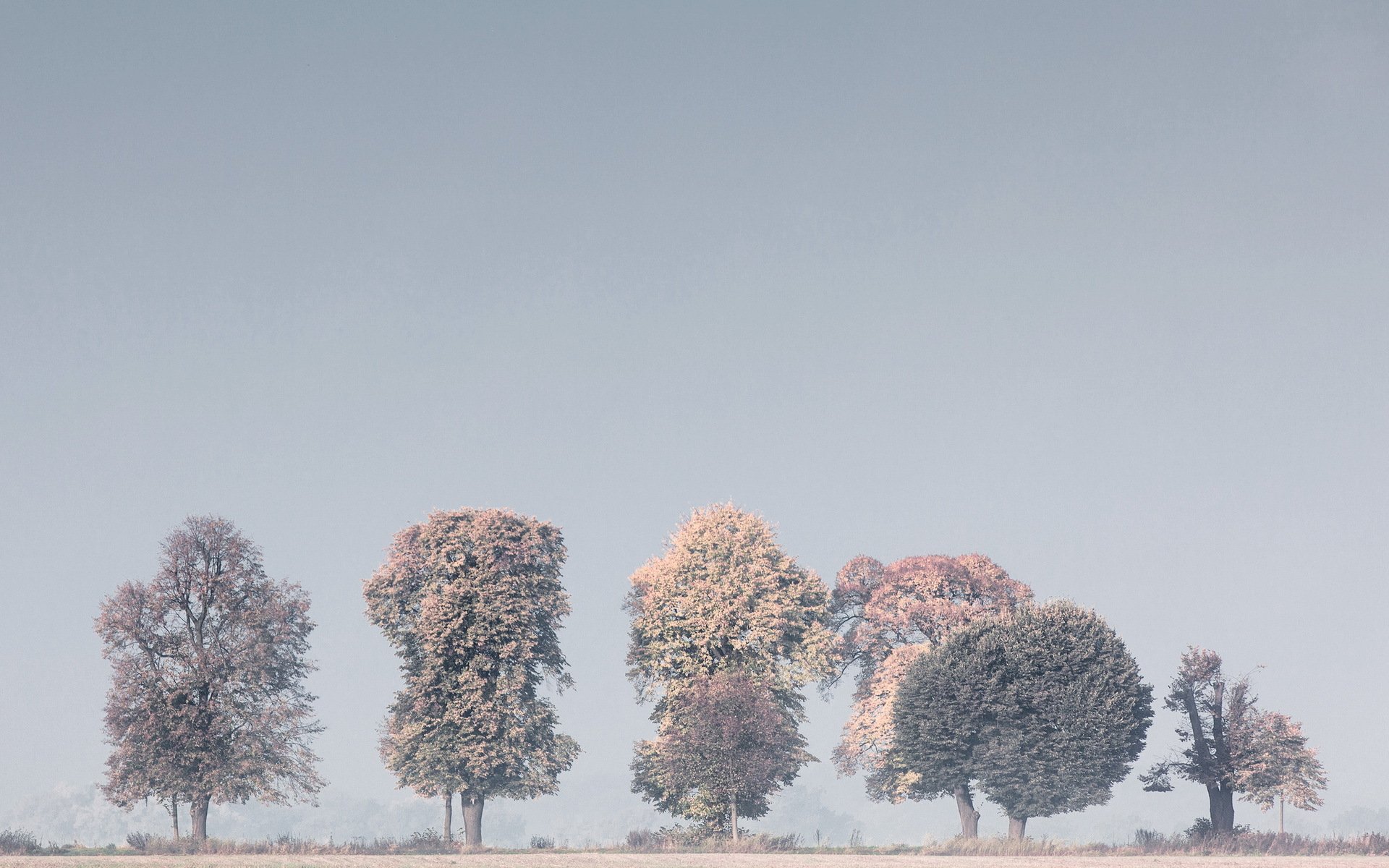 árboles niebla naturaleza