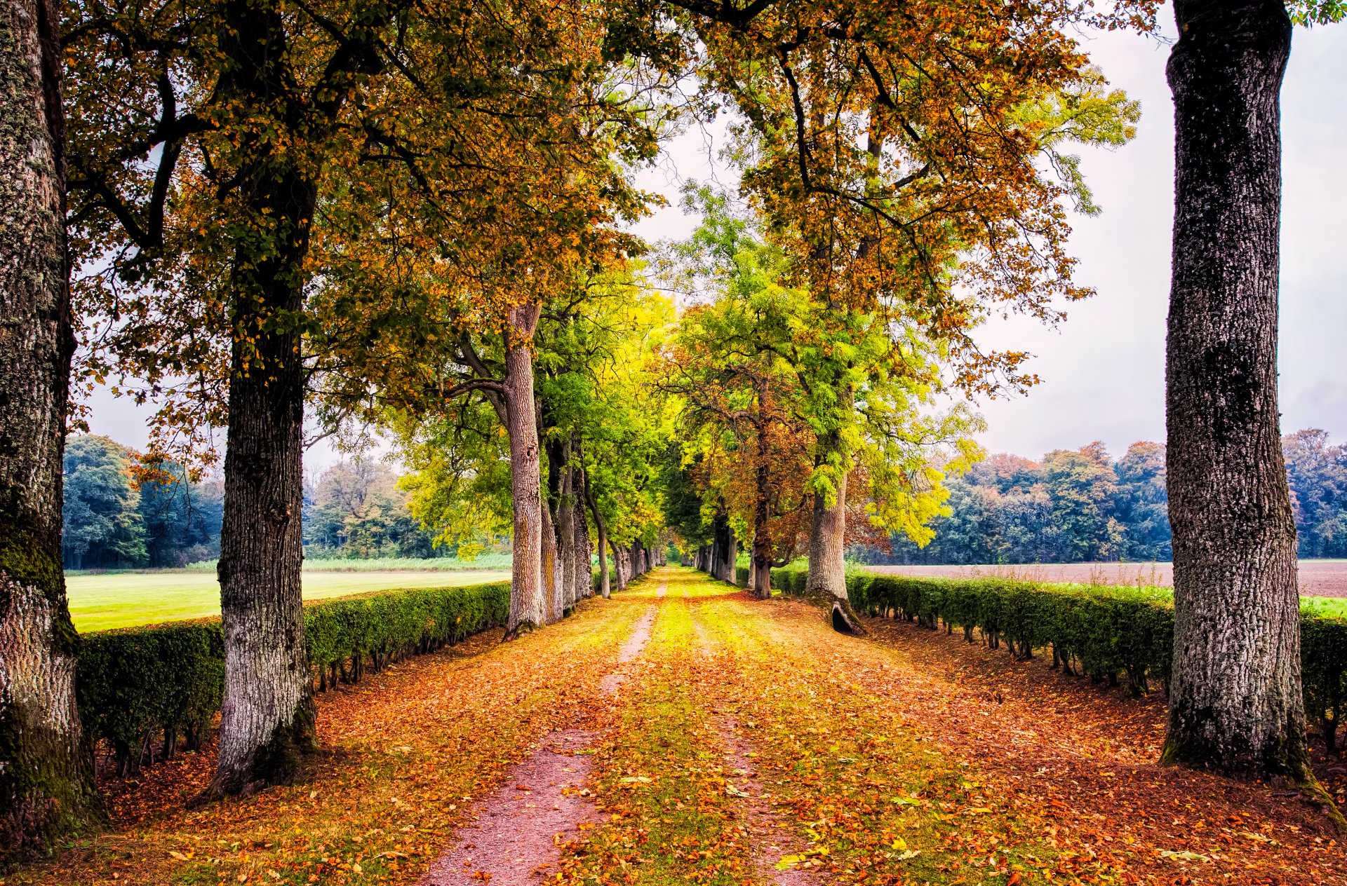 strada vicolo parco cespugli alberi autunno fogliame natura