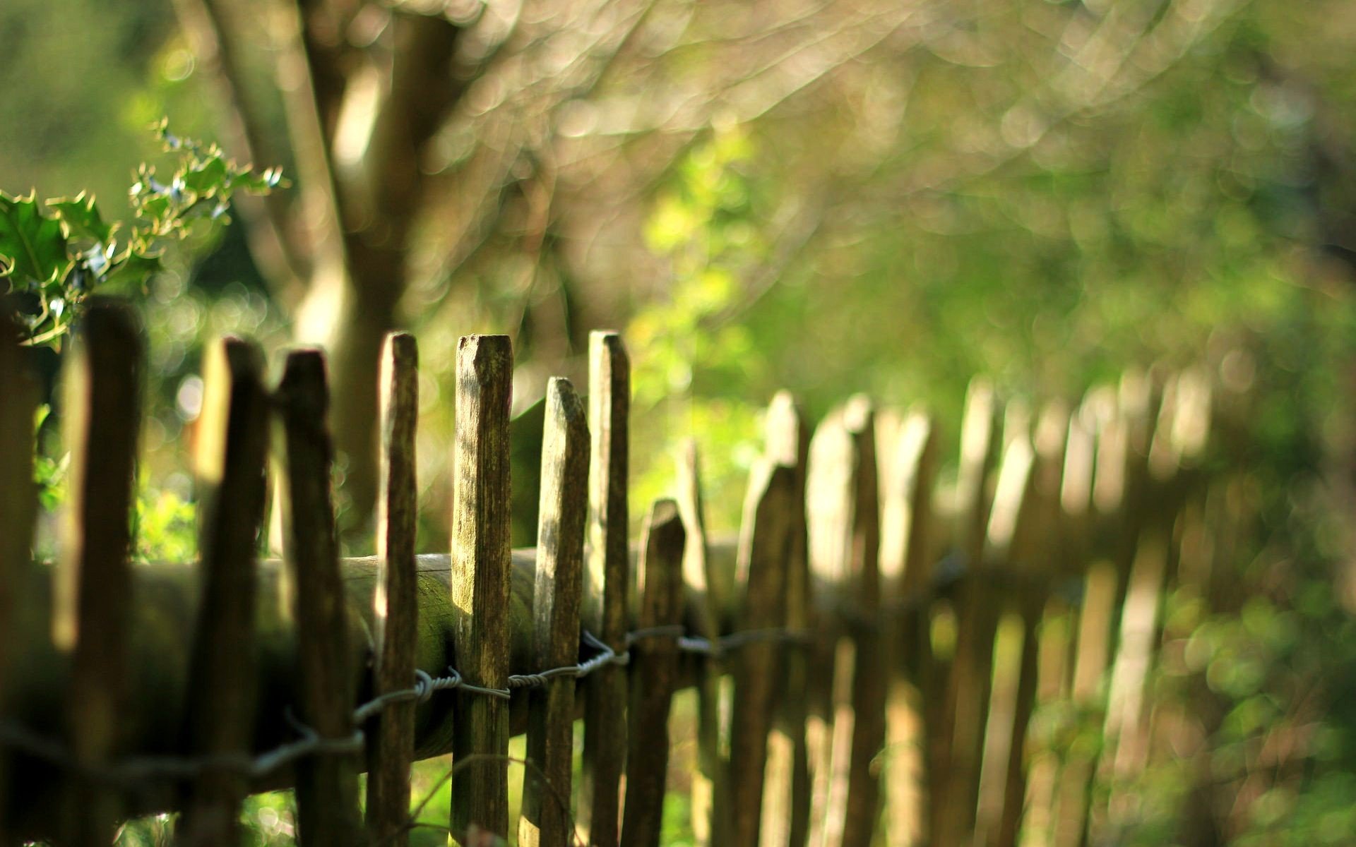 nature fence fence fencing greenery leaves leaves trees blur