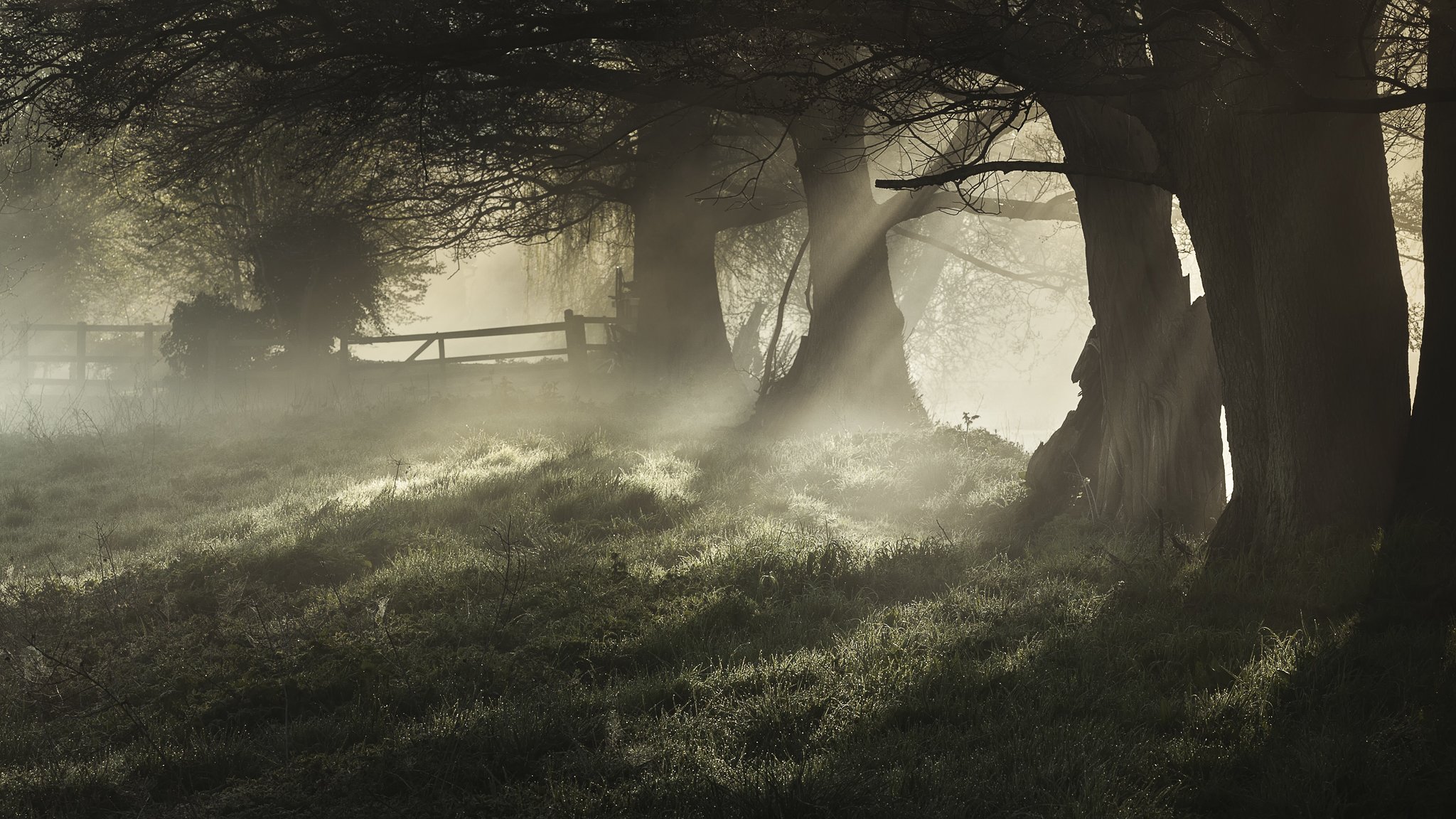 alberi nebbia rugiada mattina