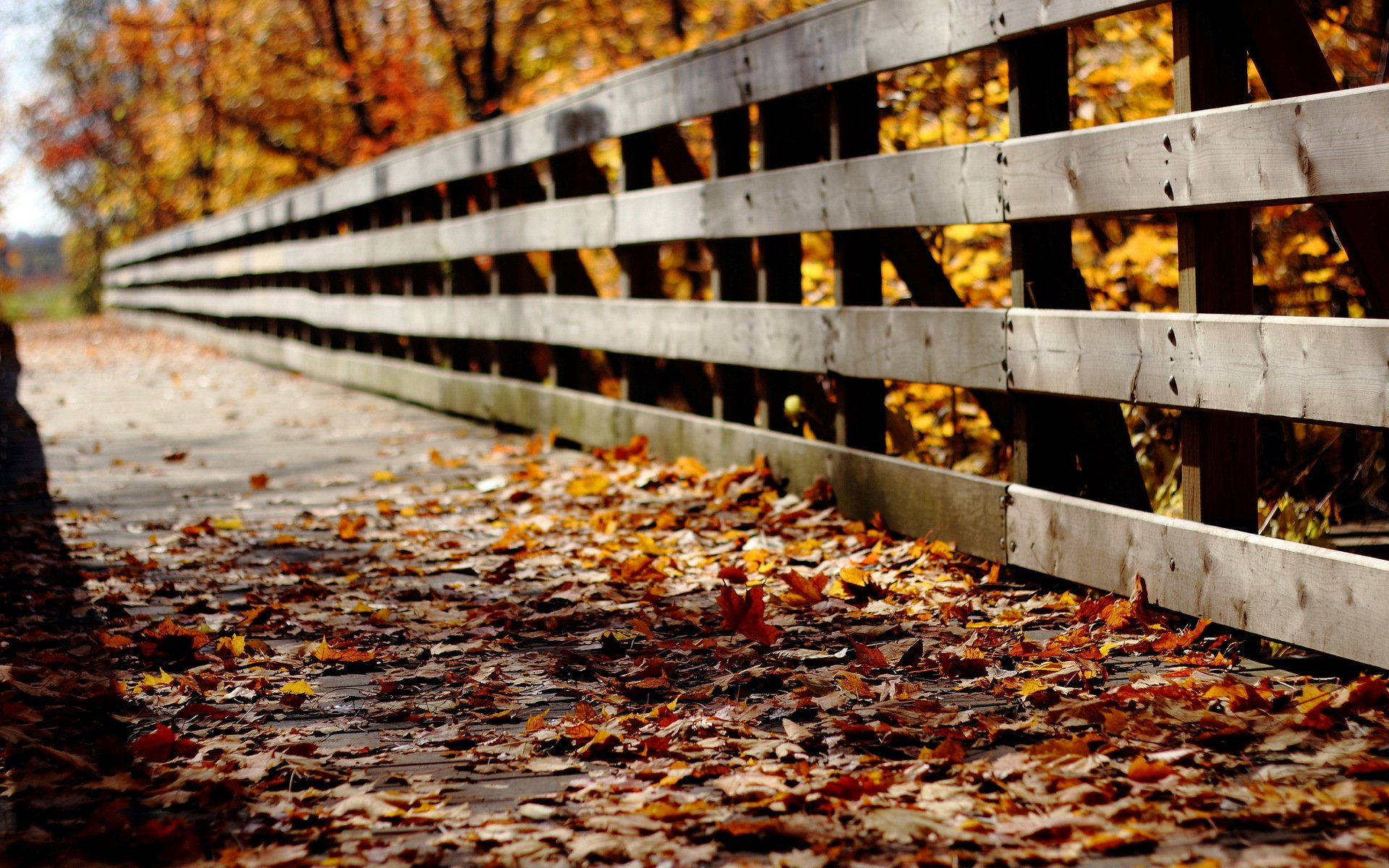 puente hojas otoño naturaleza