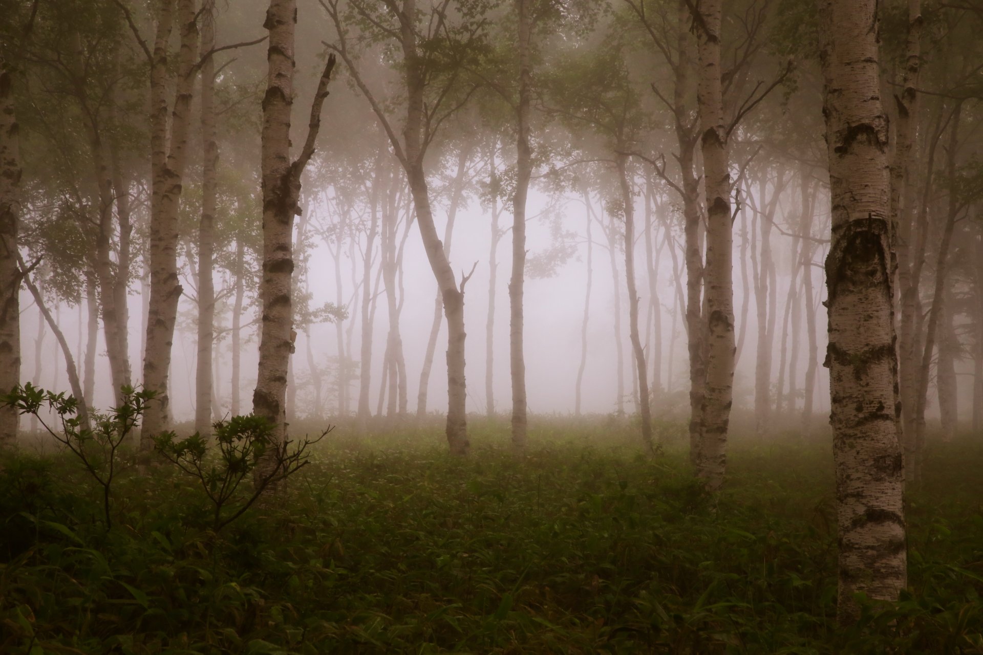 forest fog trees branches tree