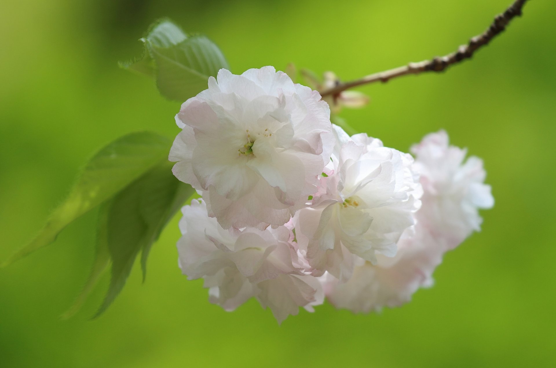 akura cherry bloom flowers branch close up spring