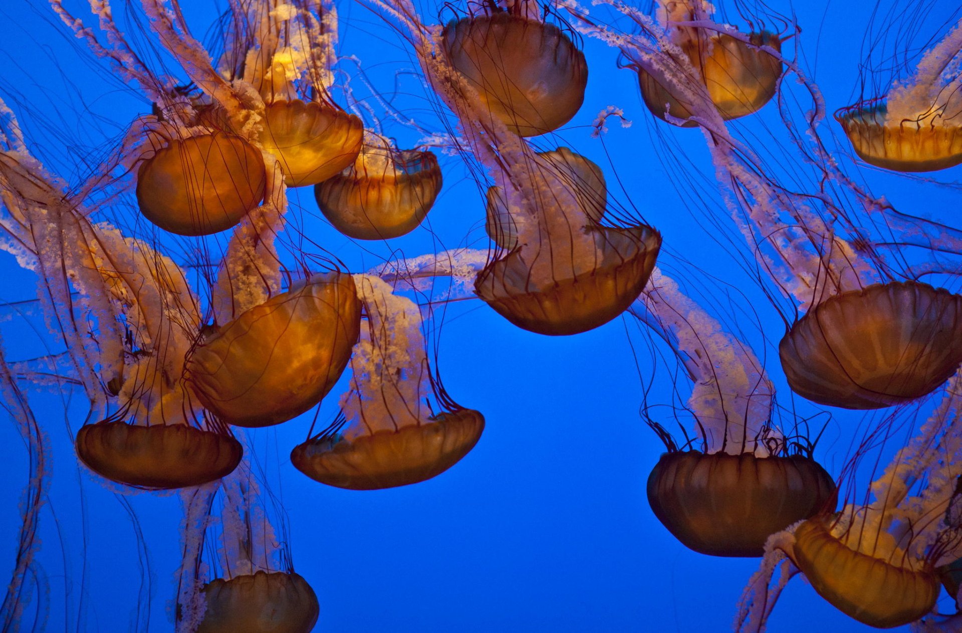 ocean water jellyfish underwater world