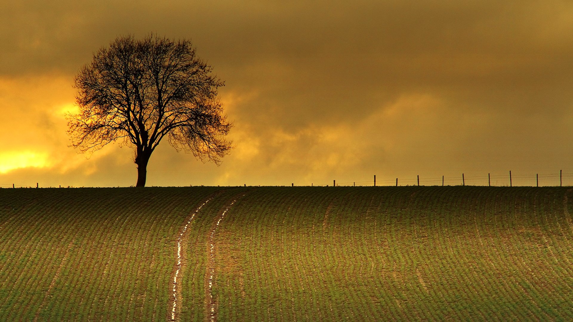 cielo nuvole campo albero