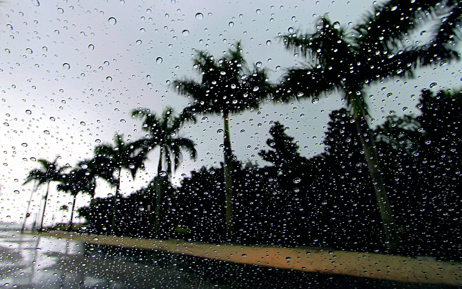 palmen tropfen regen