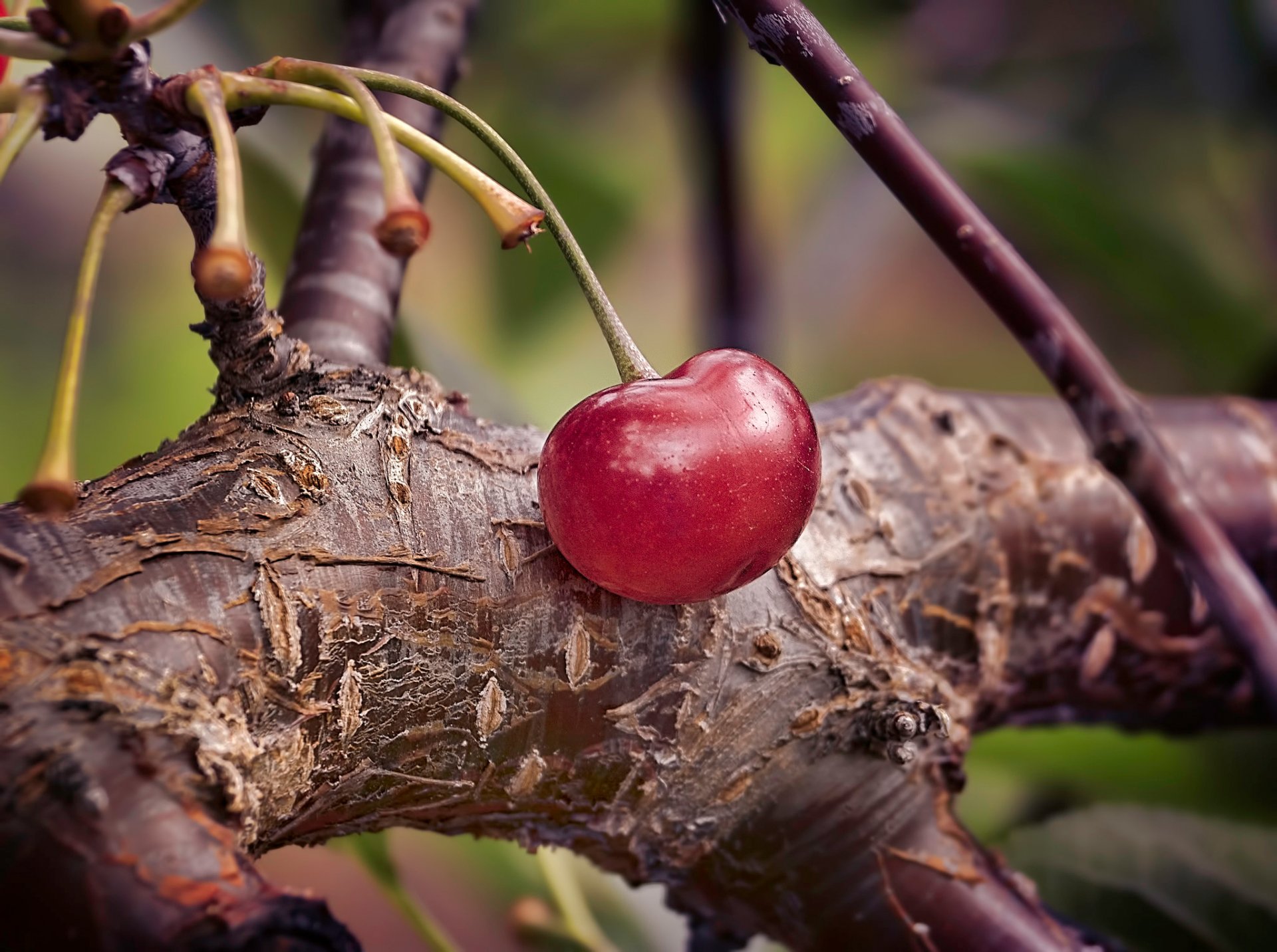 branche cerise gros plan