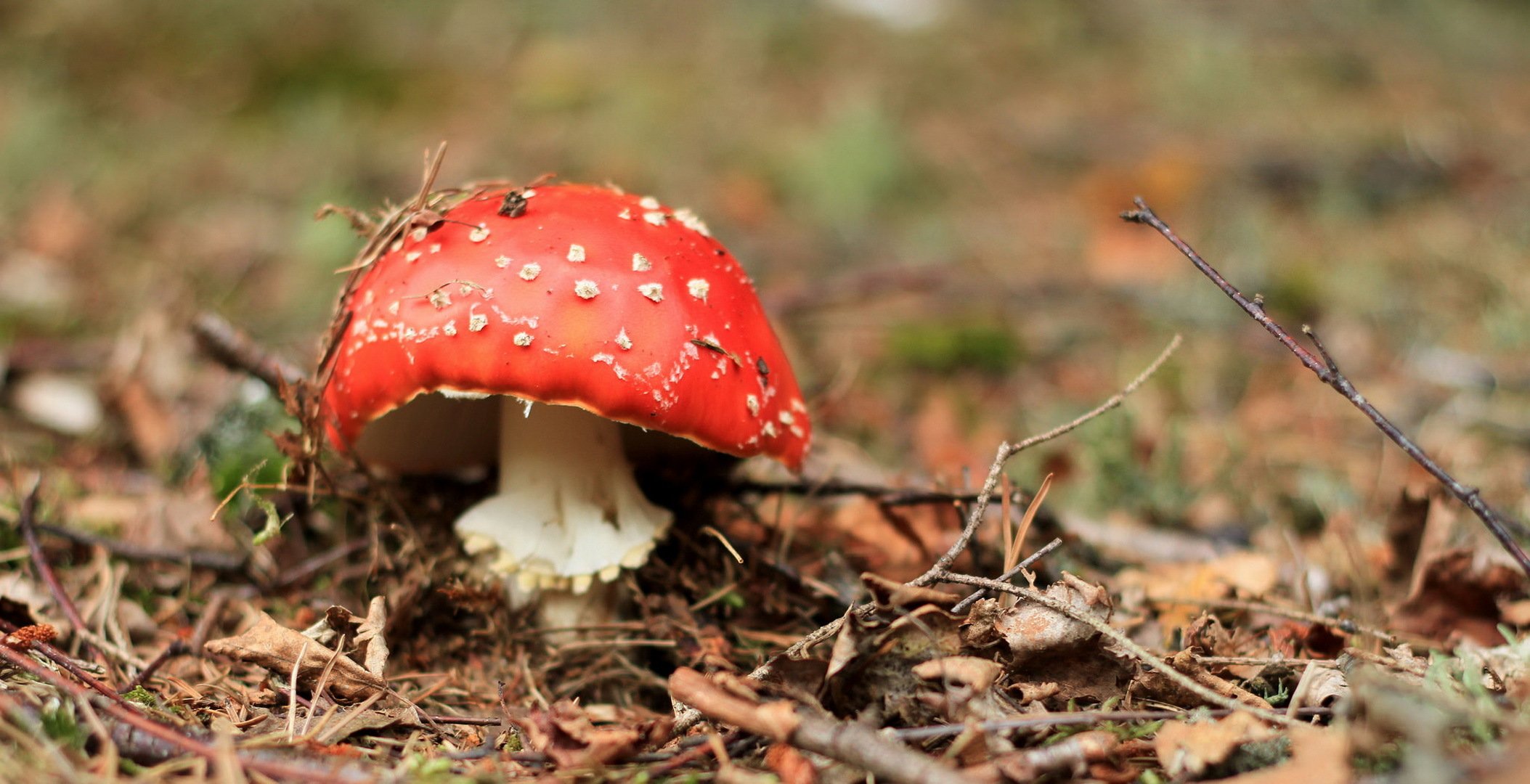 champignon nature fond