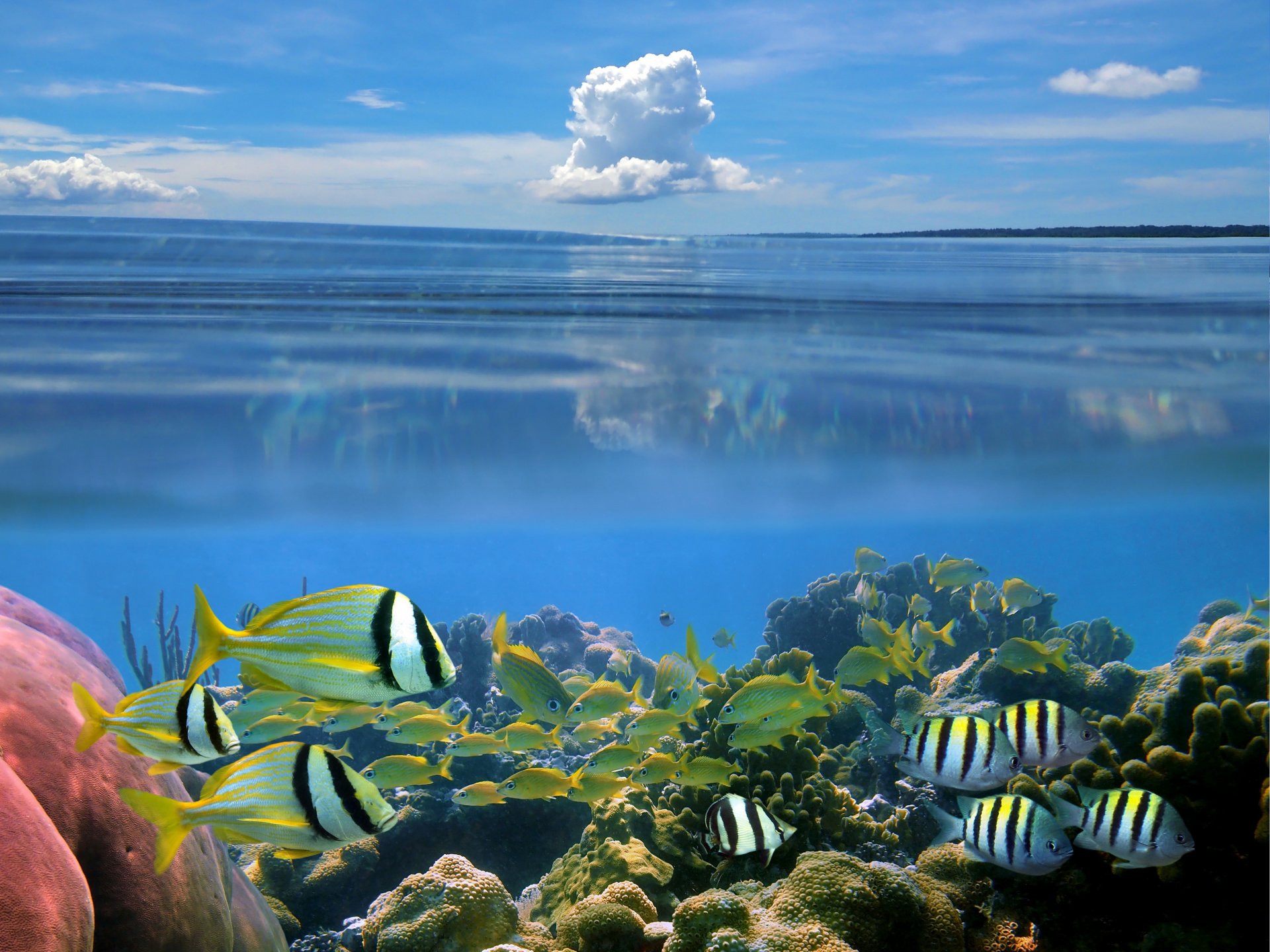 natur meeresboden karolen fische himmel wolke karli fisch