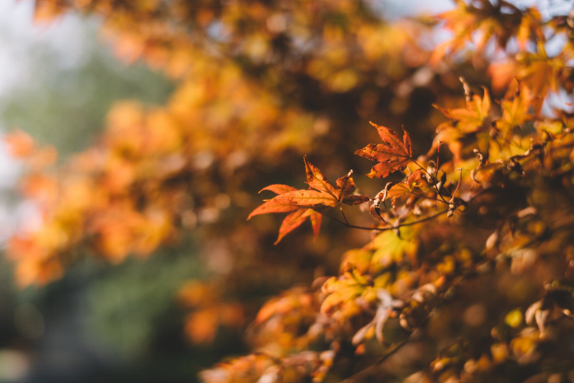 baum herbst blätter