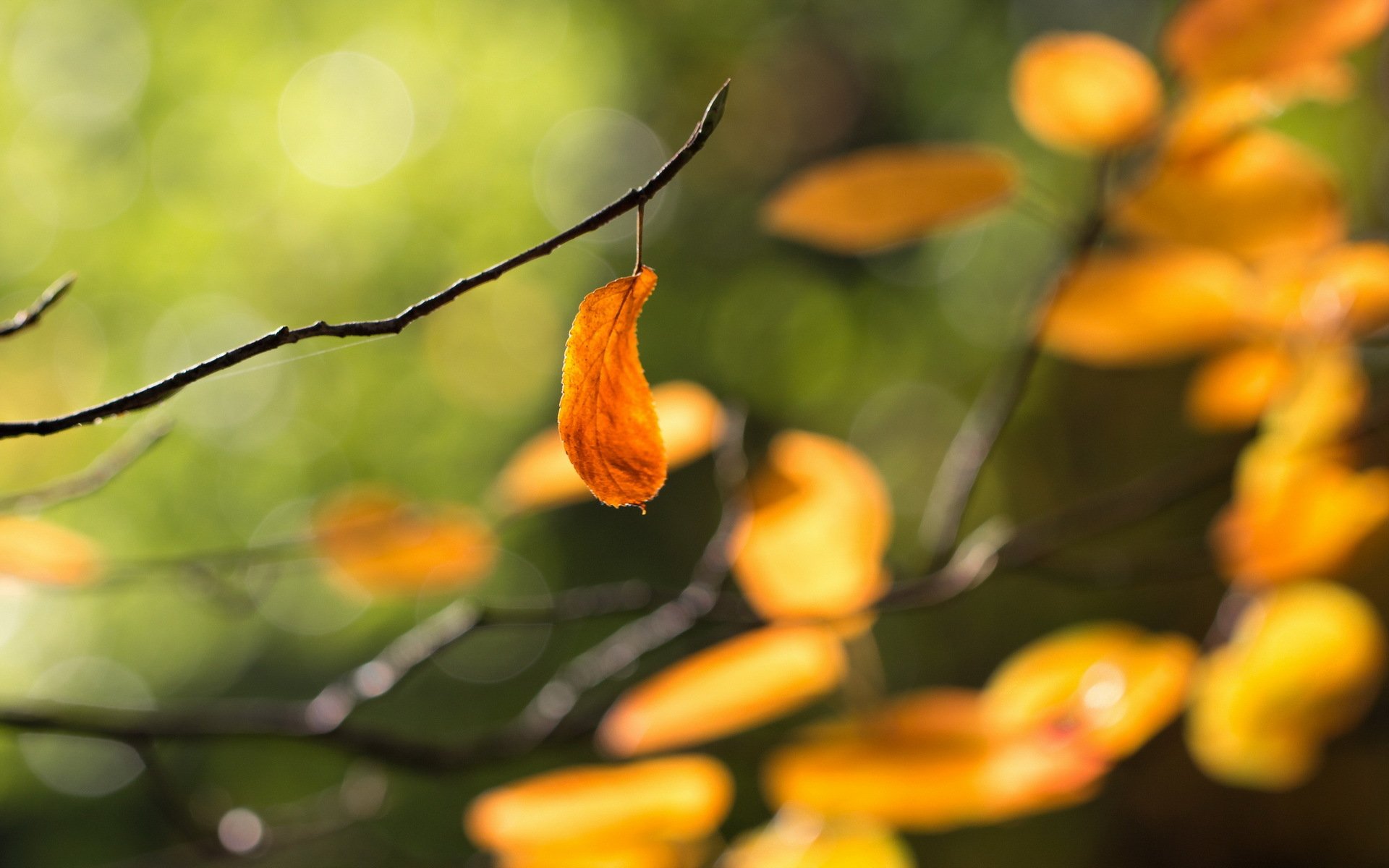 feuilles automne nature