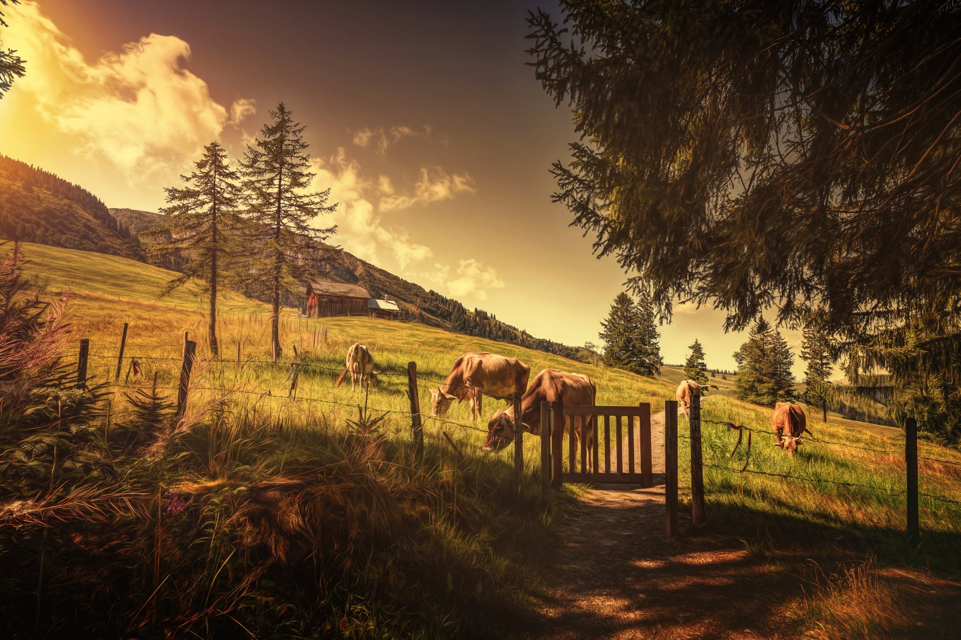 cows ahead the field hills tree cow steps processing