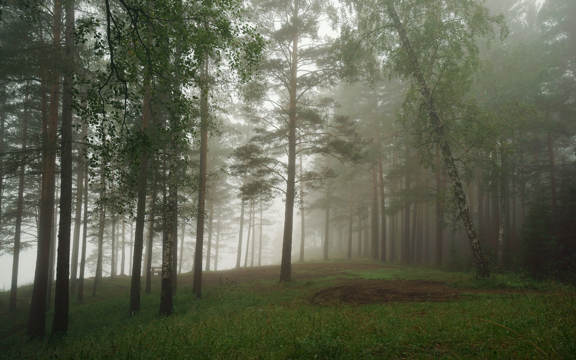 forêt brouillard nature paysage