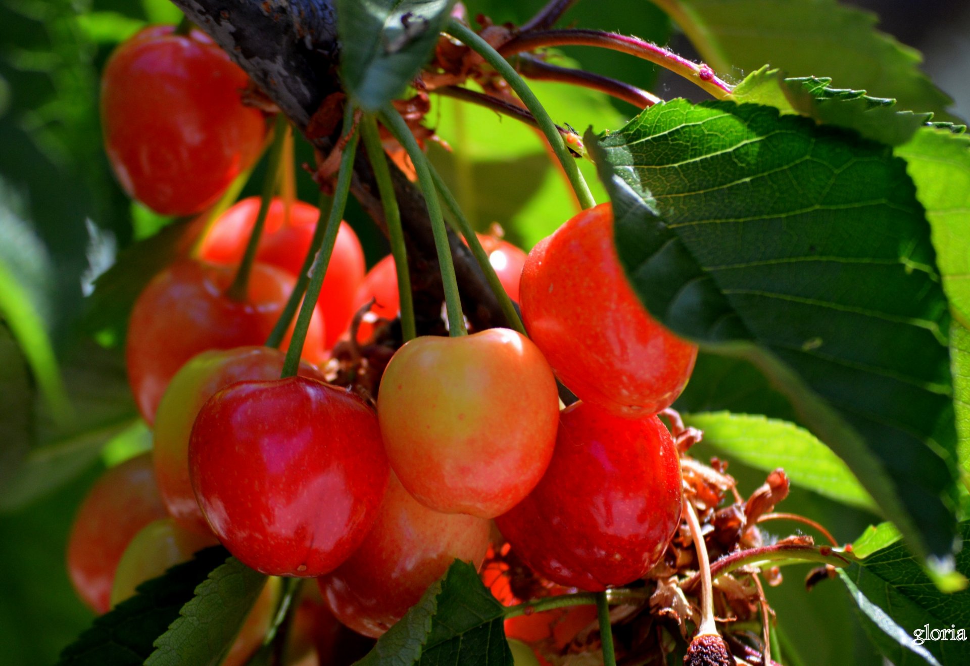 beeren kirschen makro