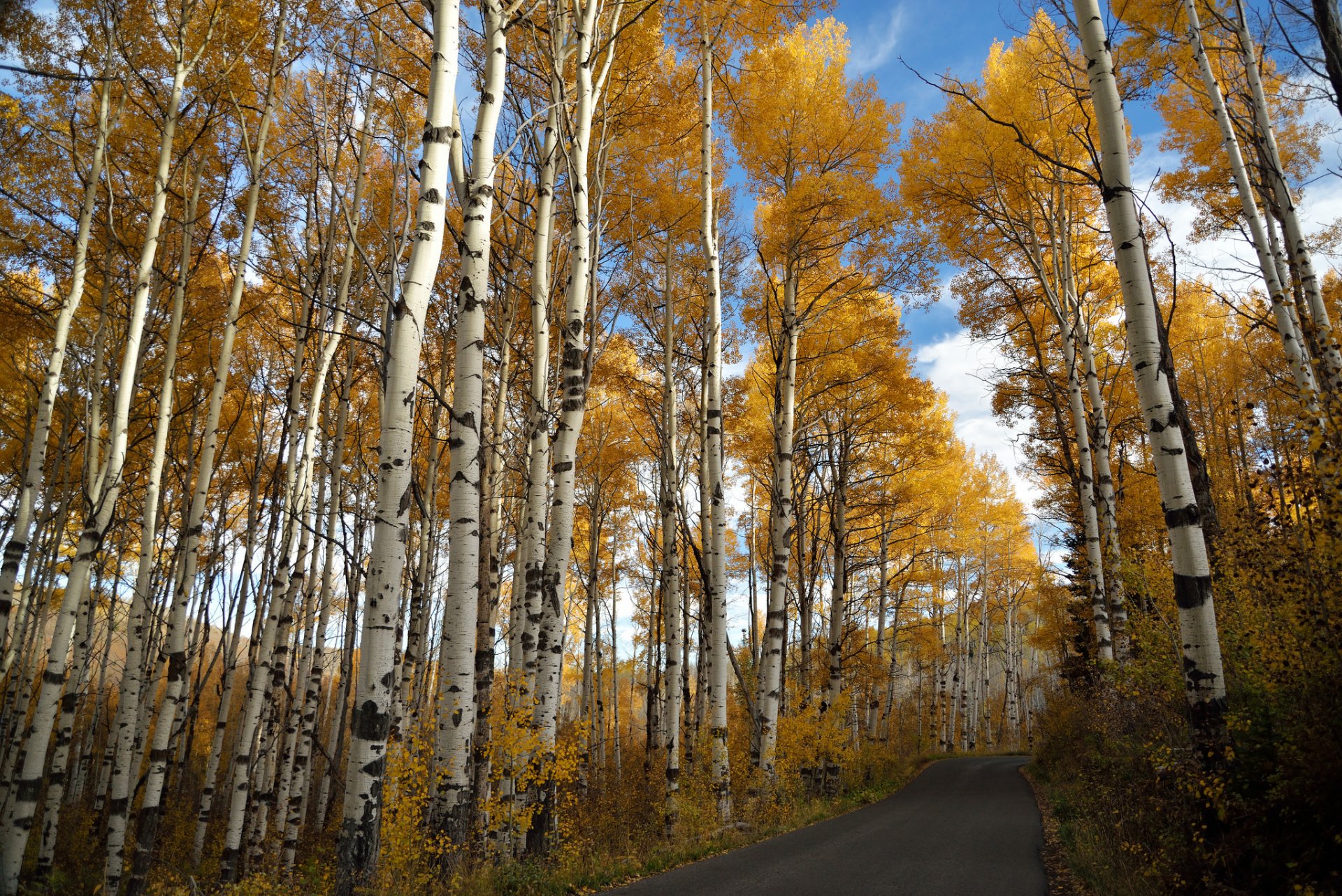 strada autunno natura