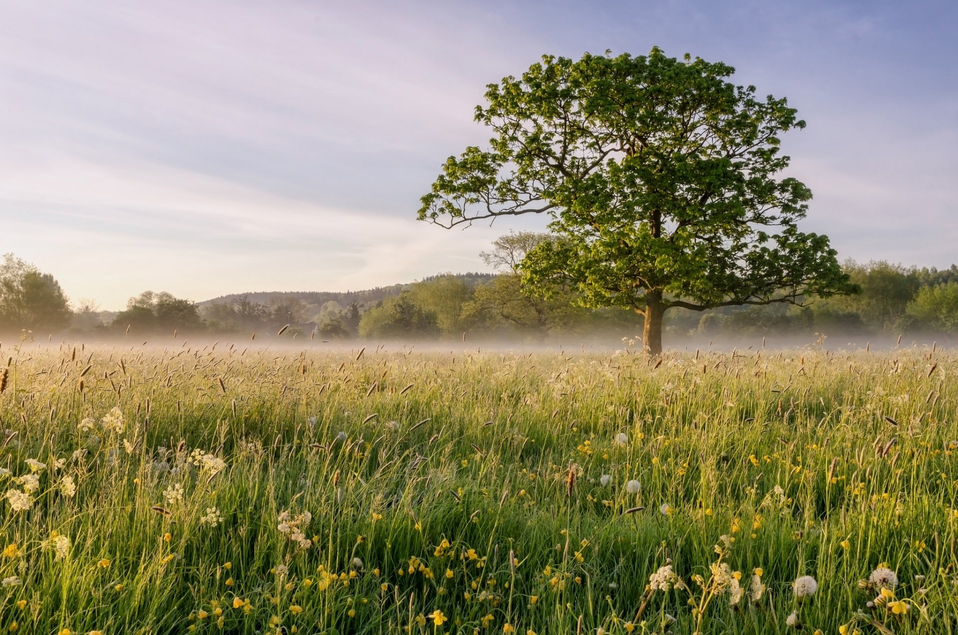 the field fog tree landscape