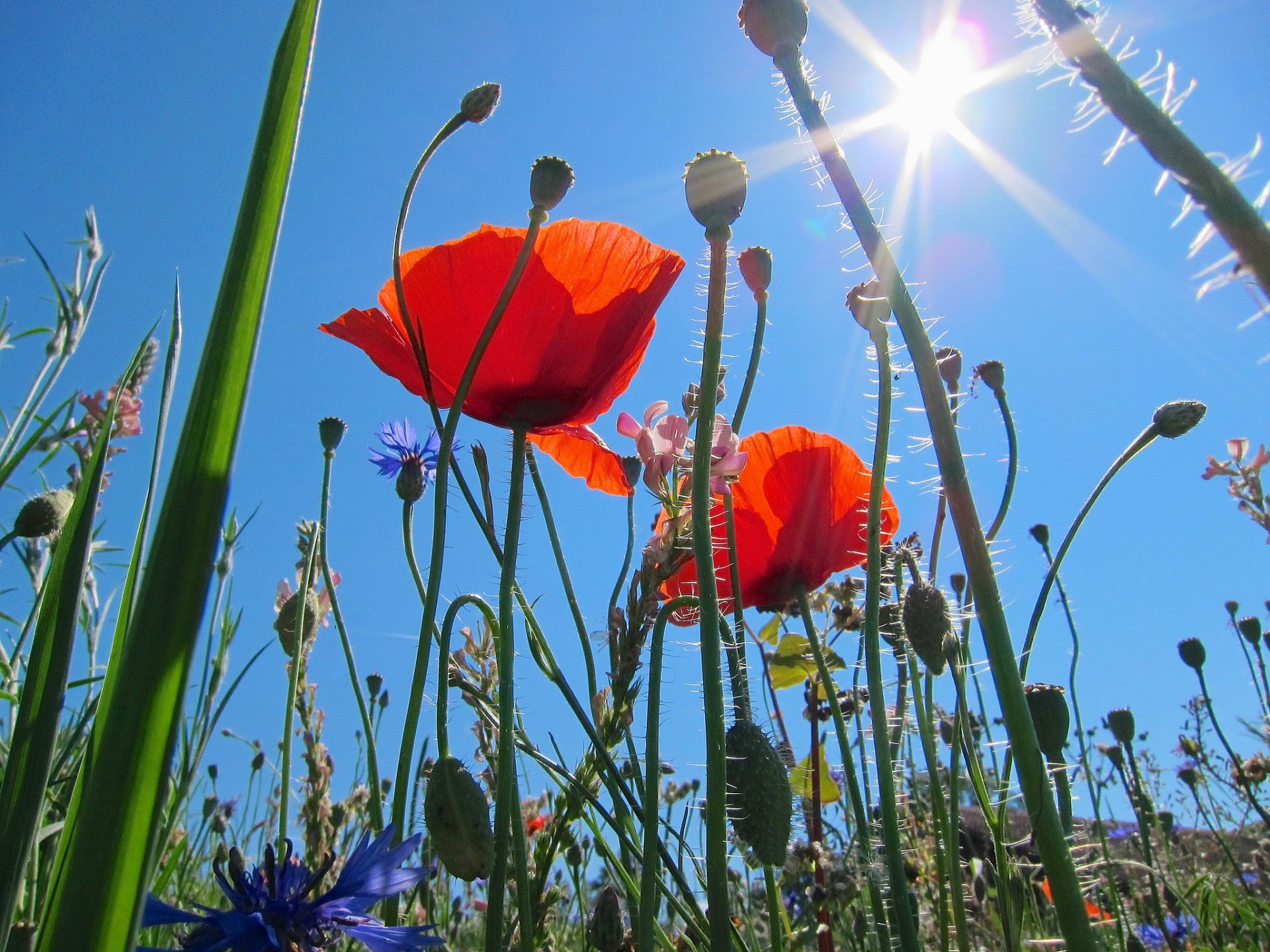 cielo sole raggi campo prato erba fiori papaveri macro