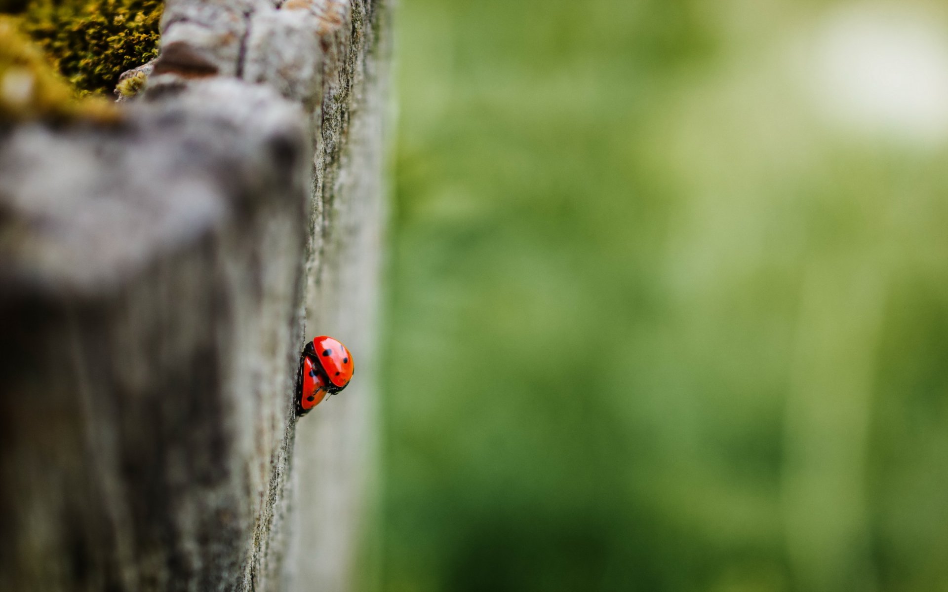 coccinelles nature été