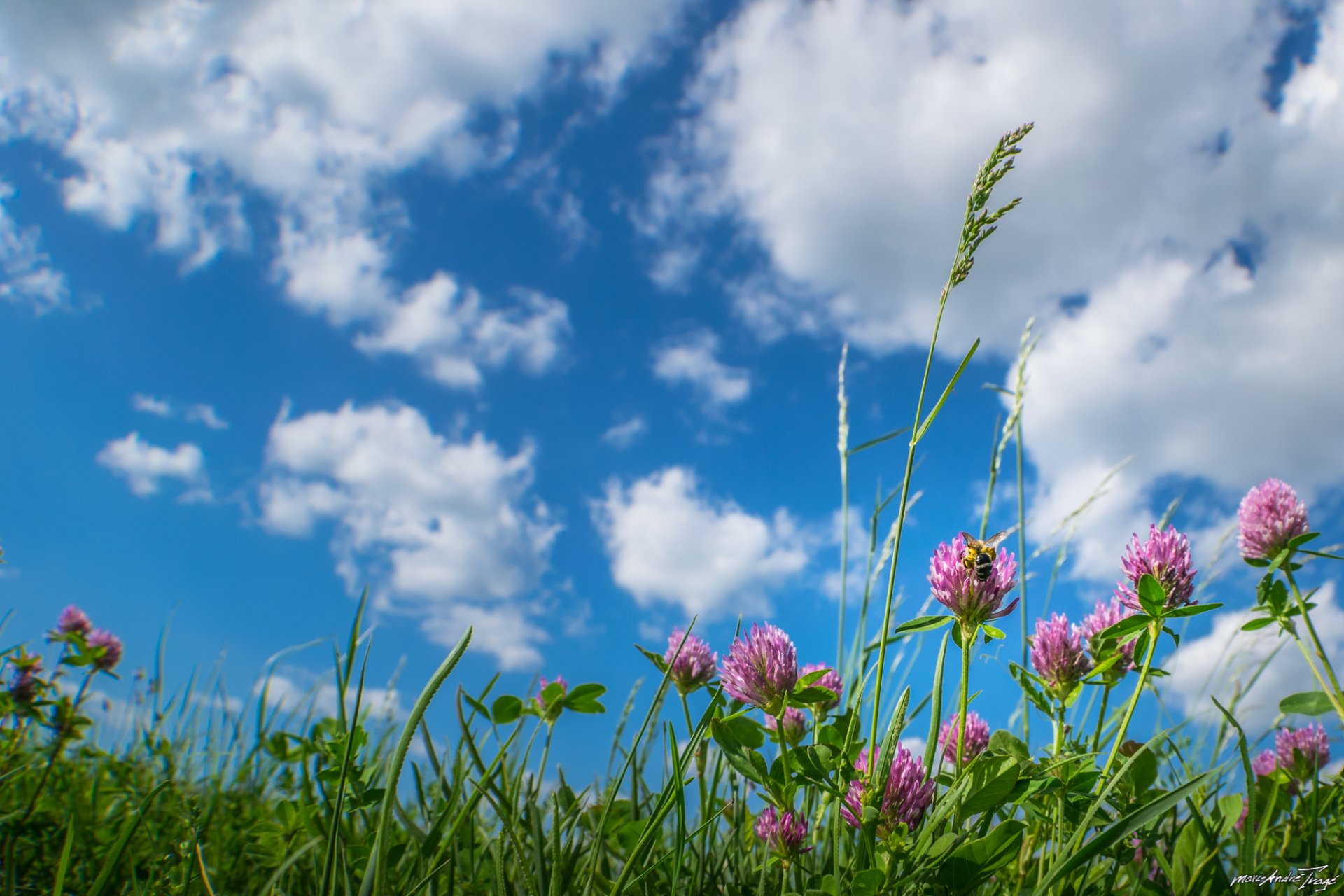 prato fiori trifoglio erba nuvole cielo