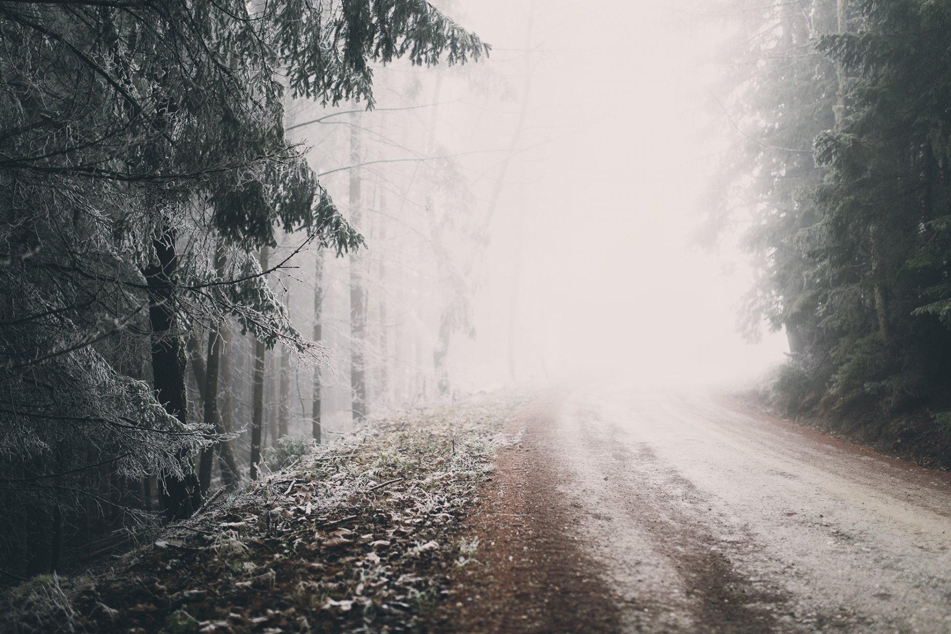 straße wald winter