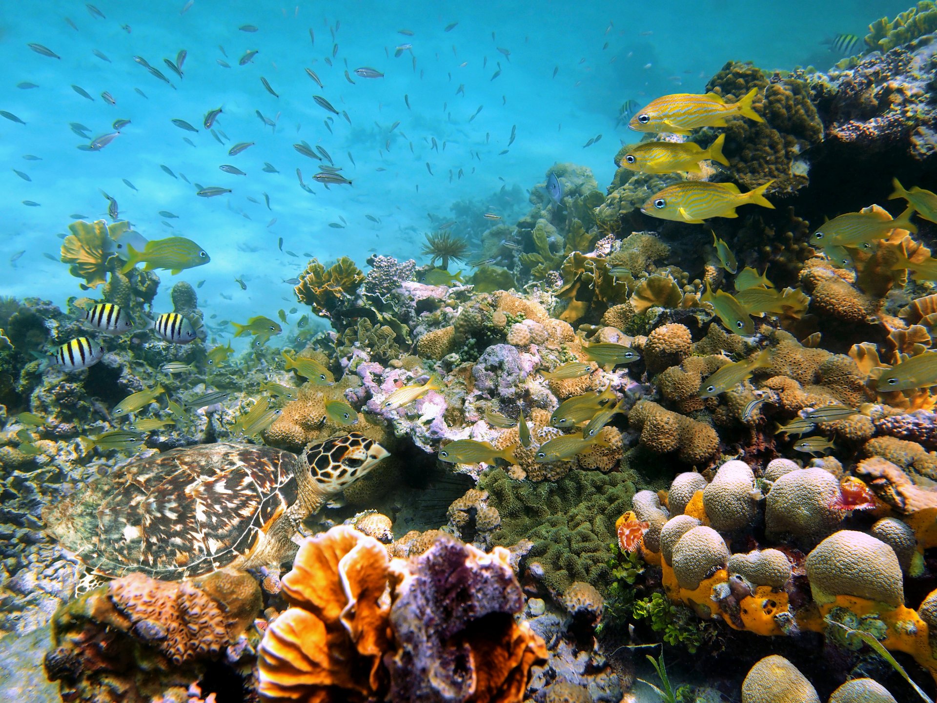 underwater world sea coral shells stones fish nature photo