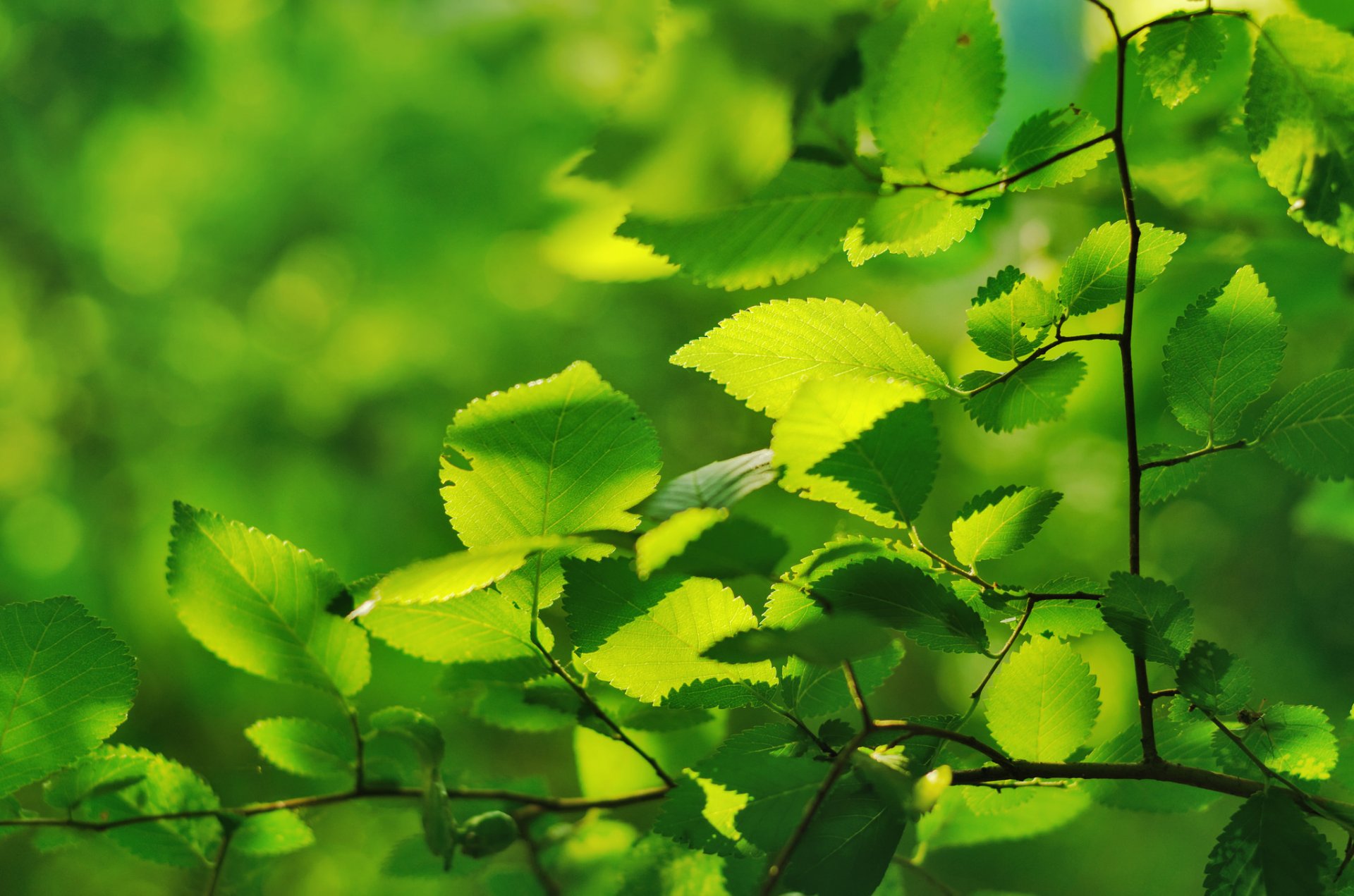 branch leaves green close up