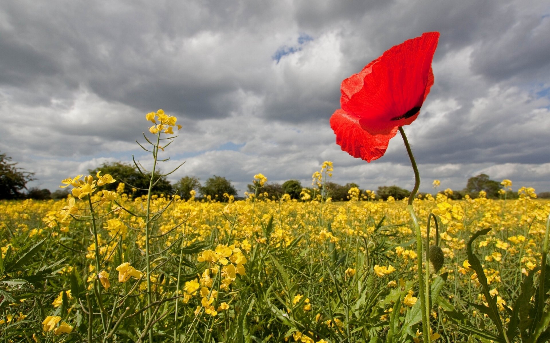 feld raps mohn