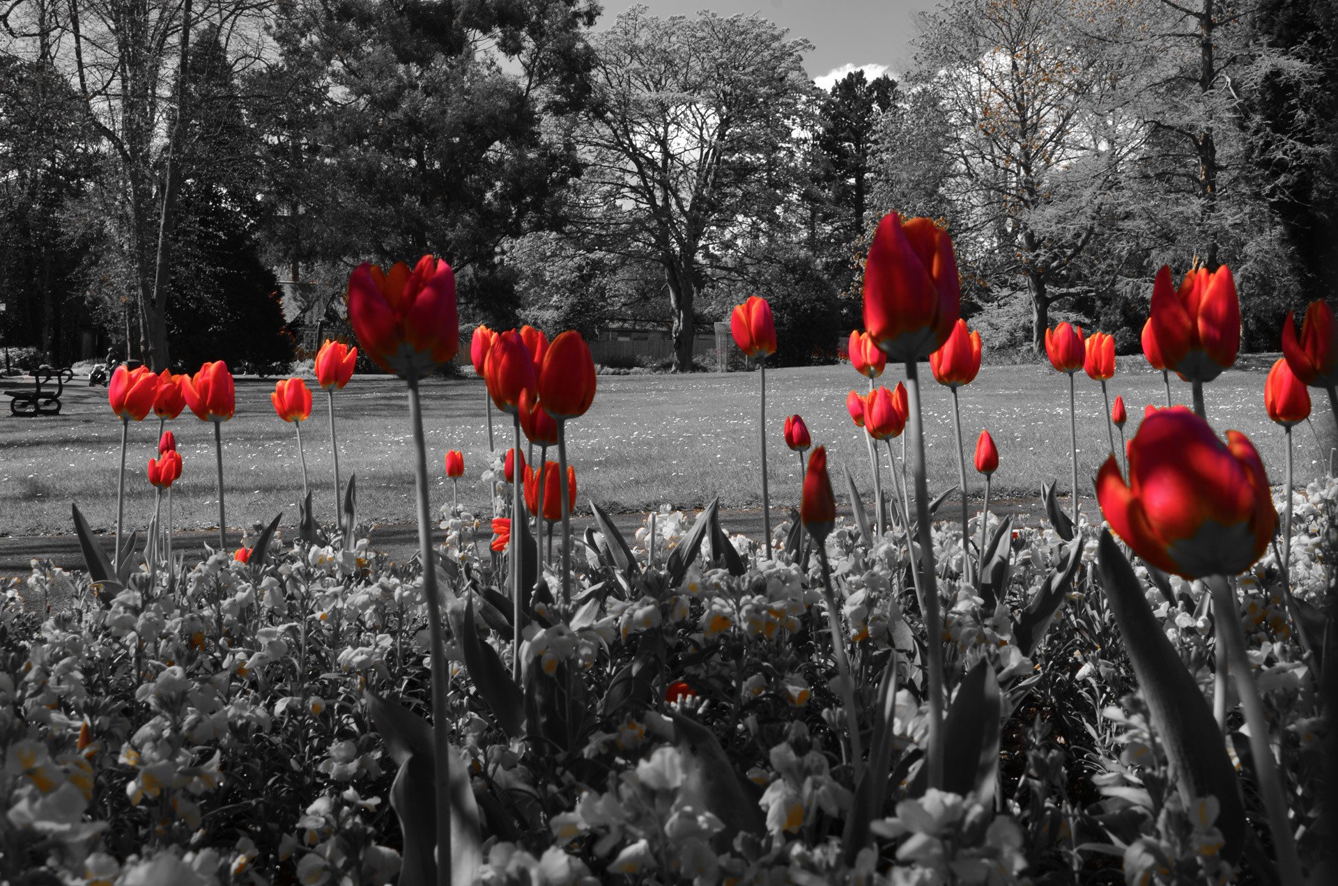 park tree bench pond bed flower tulip