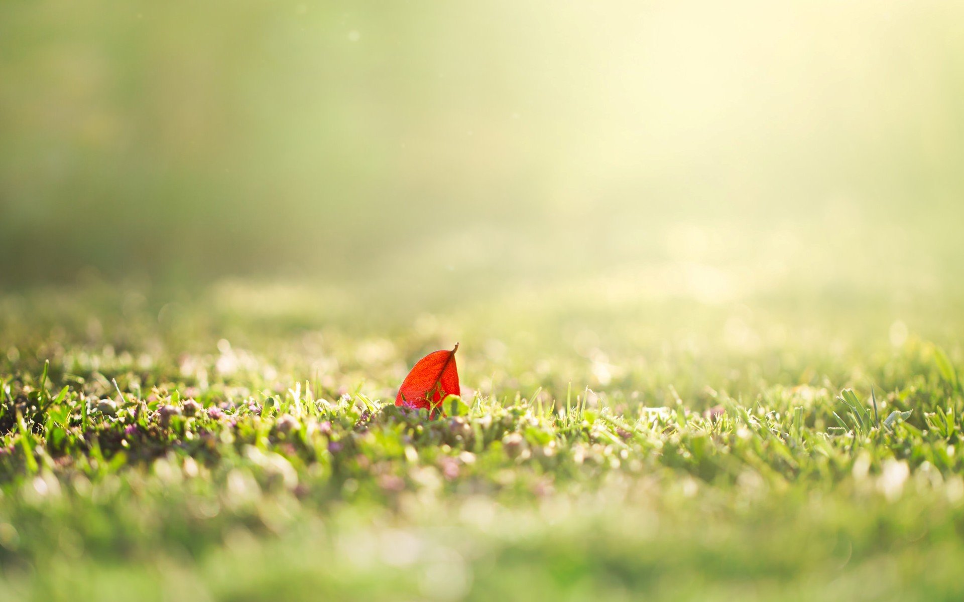 nature macro feuille feuille herbe verdure soleil matin jour été printemps flou arrière-plan papier peint écran large plein écran écran large