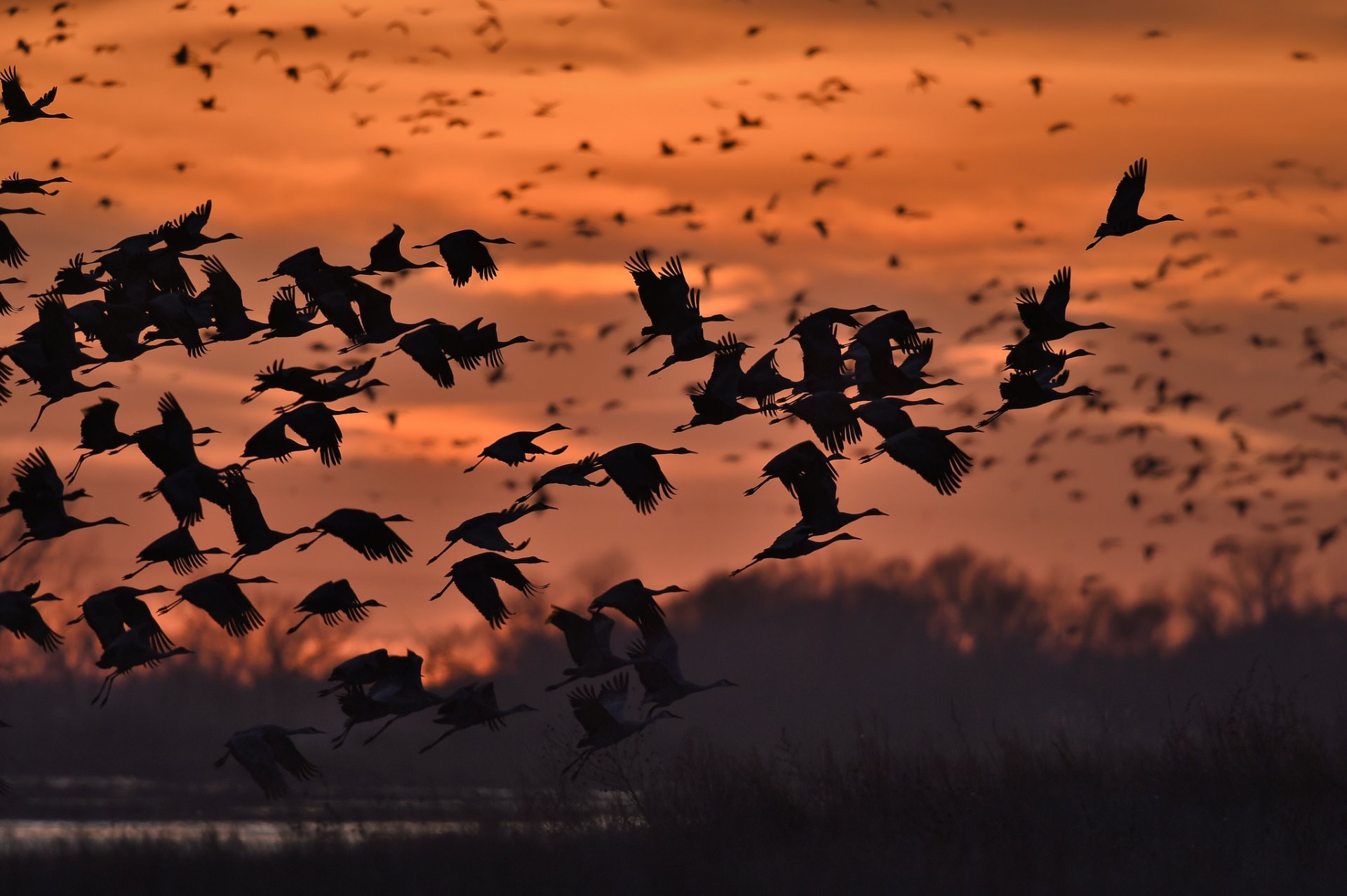 natur himmel vögel silhouetten fliegen sonnenuntergang