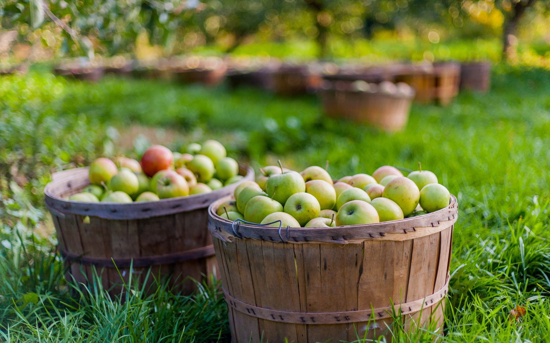 apples supplies nature