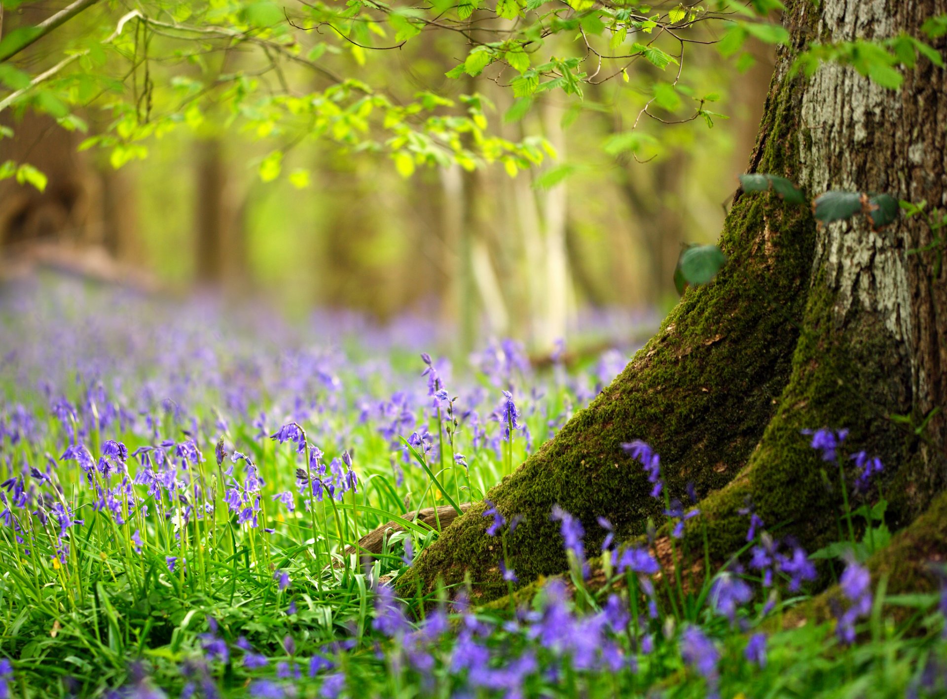 forest tree trunk leaves grass flower spring