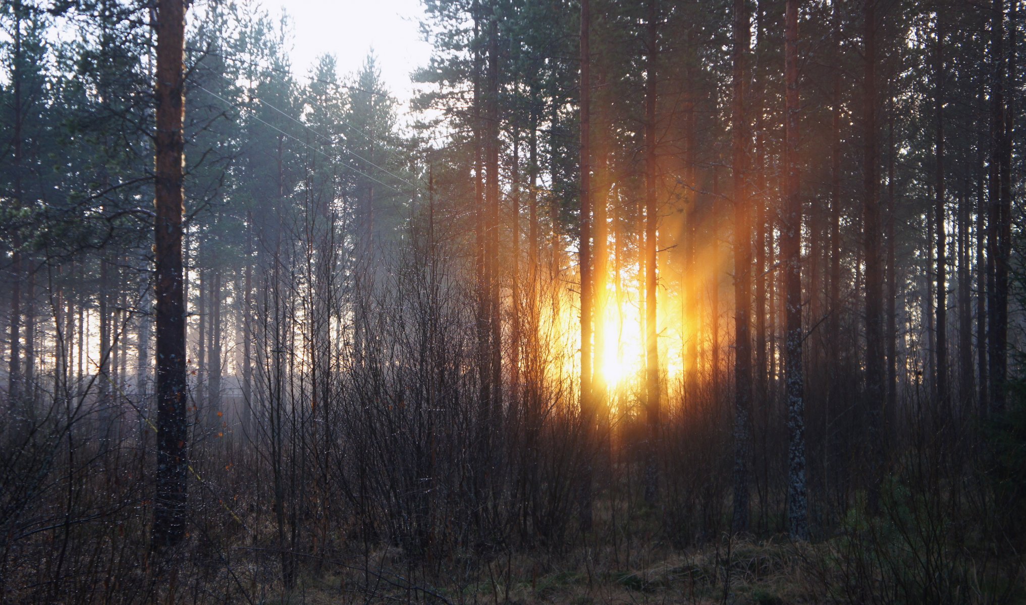 bosque amanecer árboles mañana sol rayos