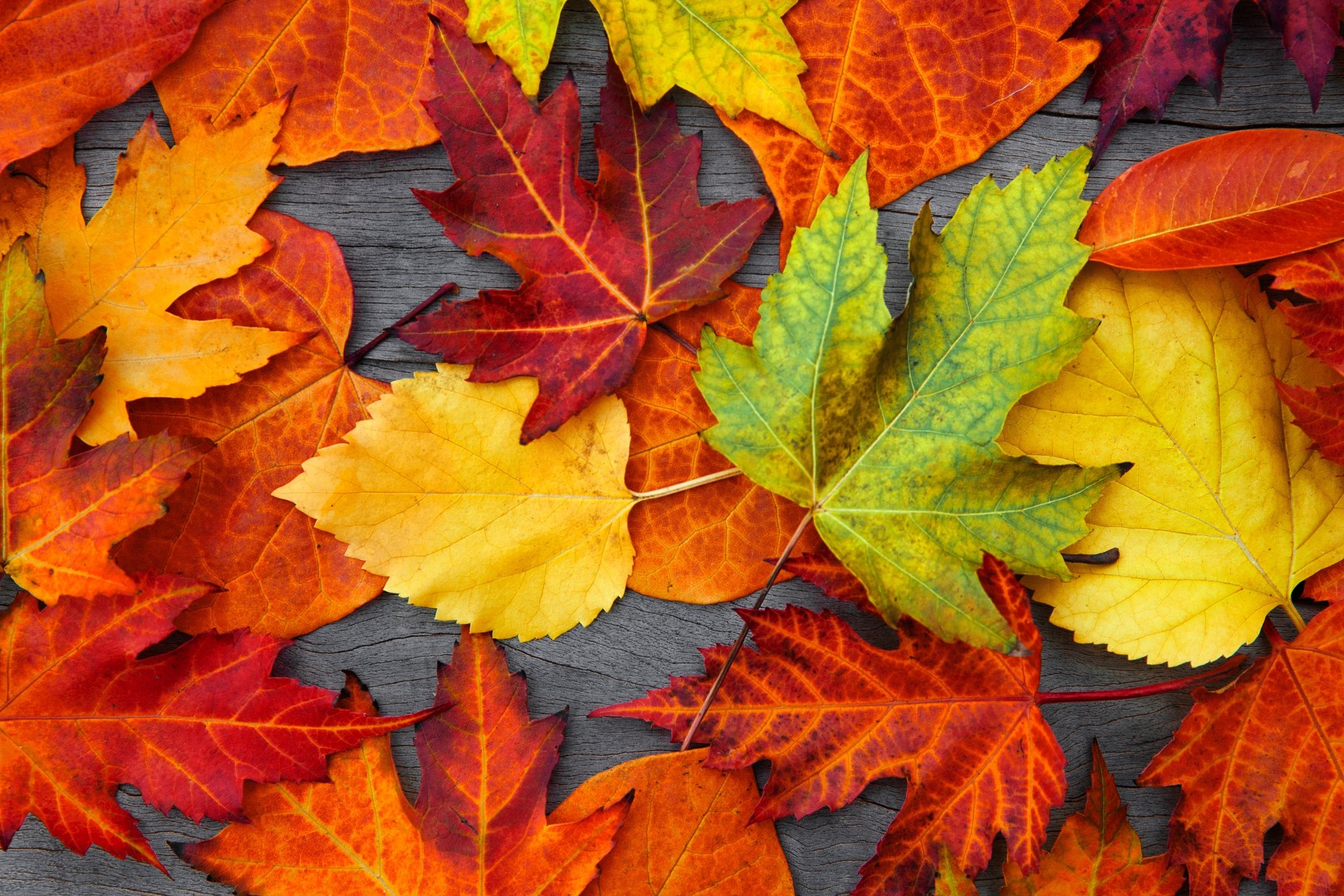 autumn leaves colorful autumn tree