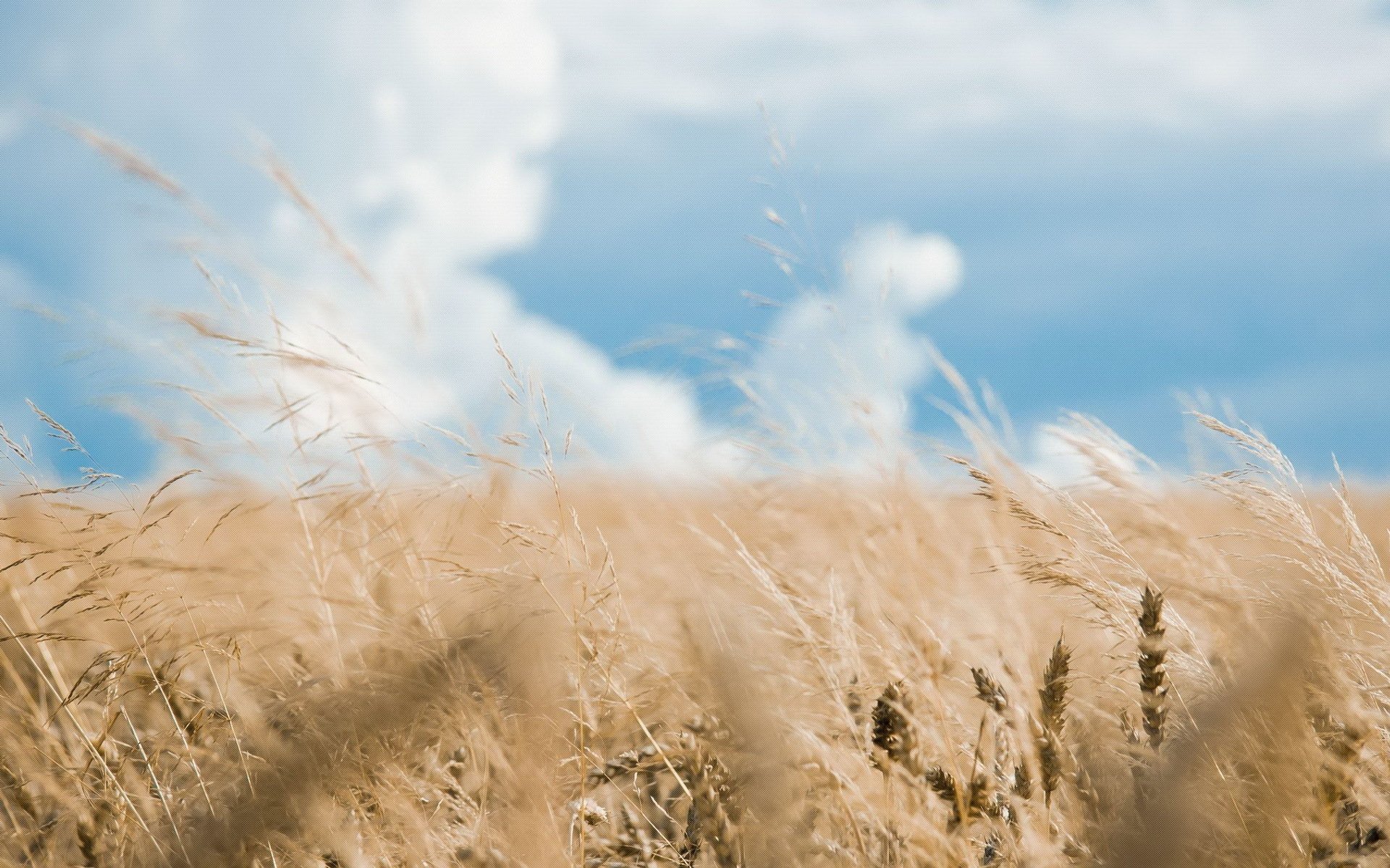 feld gras ährchen weizen himmel wolken