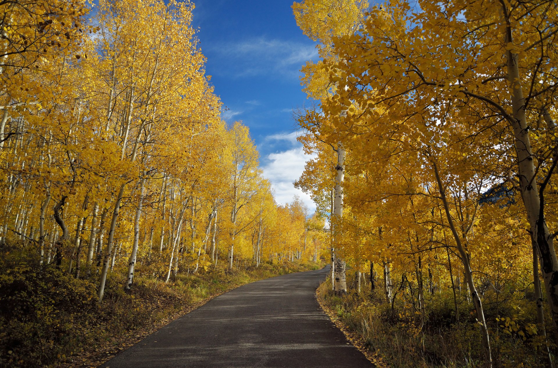 carretera otoño naturaleza