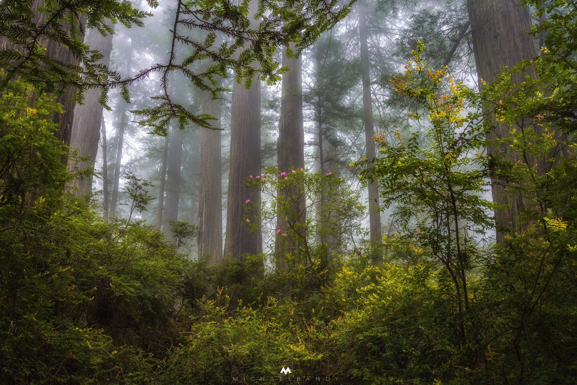 stati uniti stato california foresta radwood sequoie alberi sera nebbia foschia