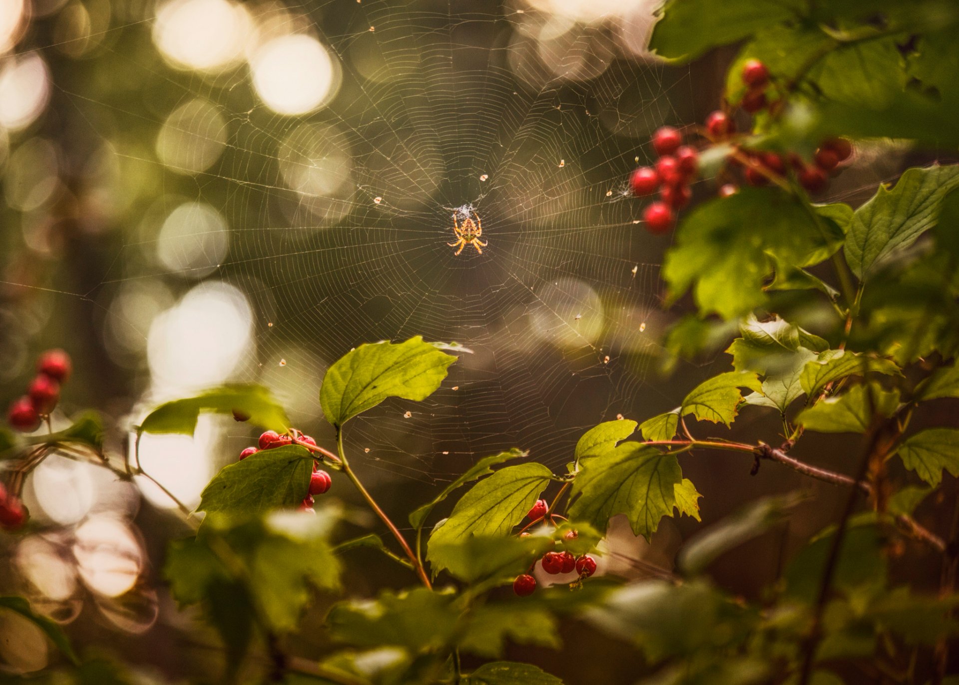 ummer august berry kalina spider web