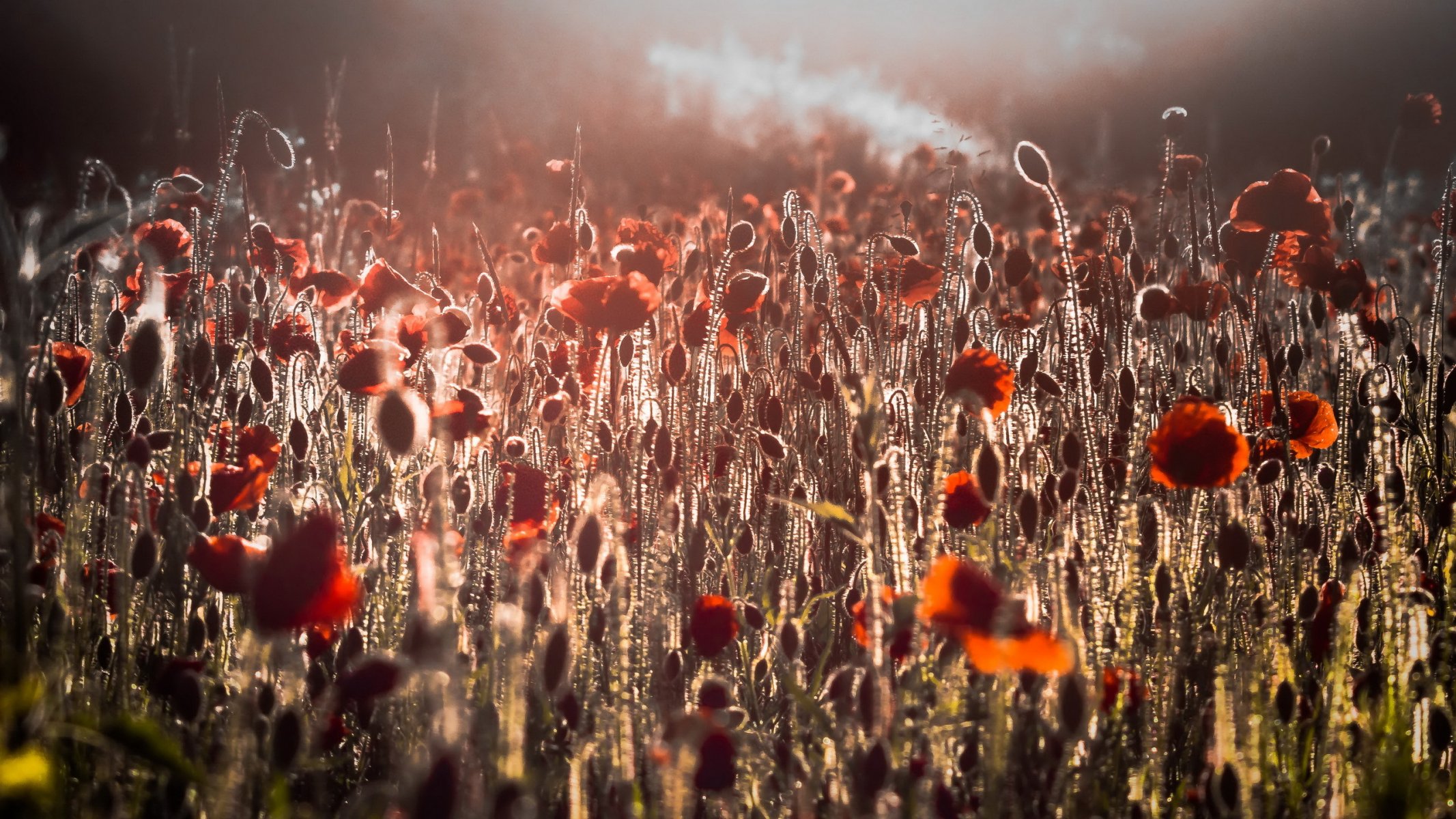 flores amapolas mañana campo luz