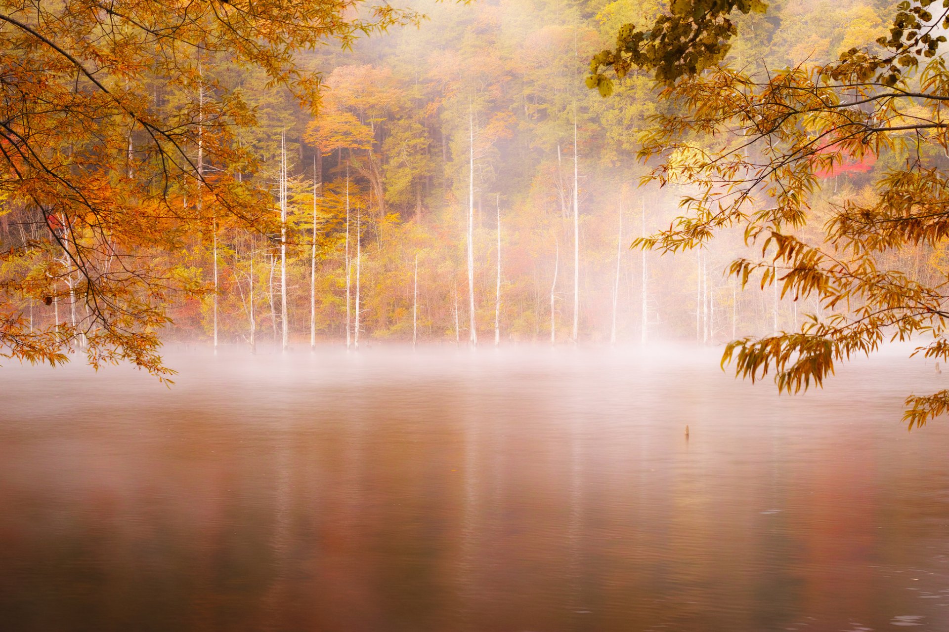 automne matin brouillard forêt rivière