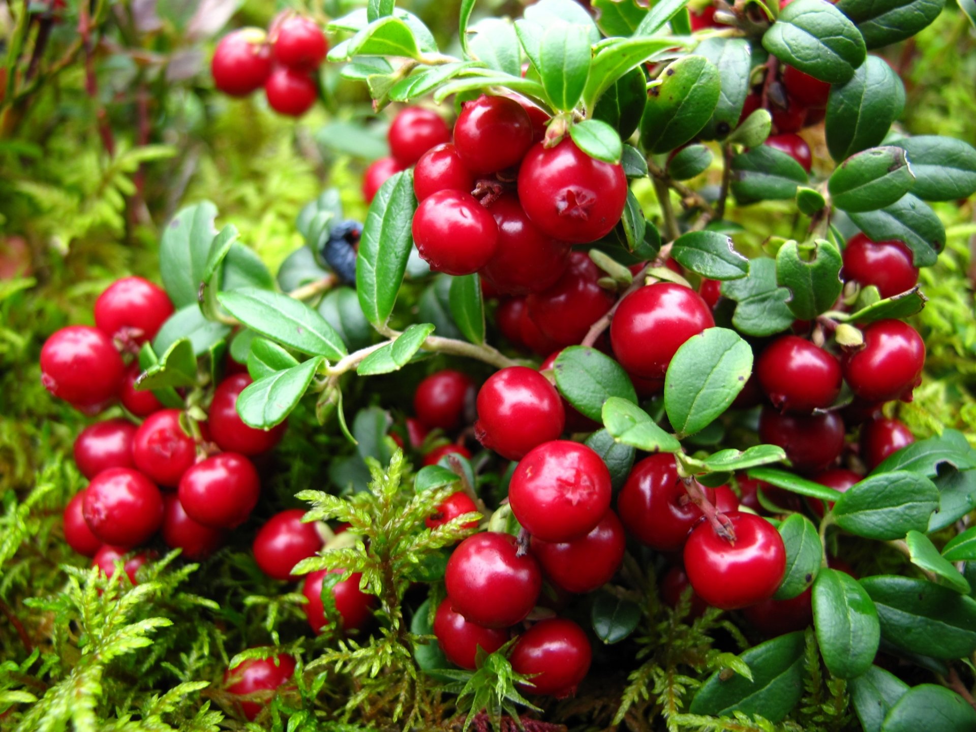 busch zweige blätter beeren preiselbeeren