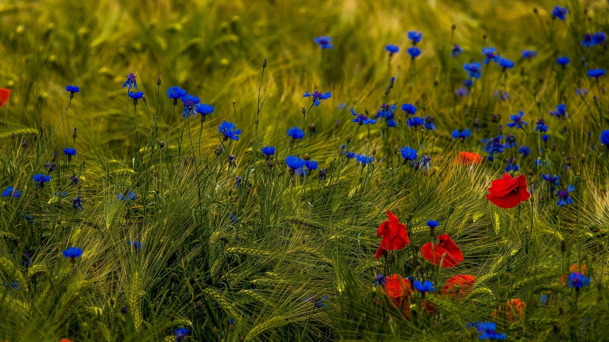 the field flower poppies cornflowers ear