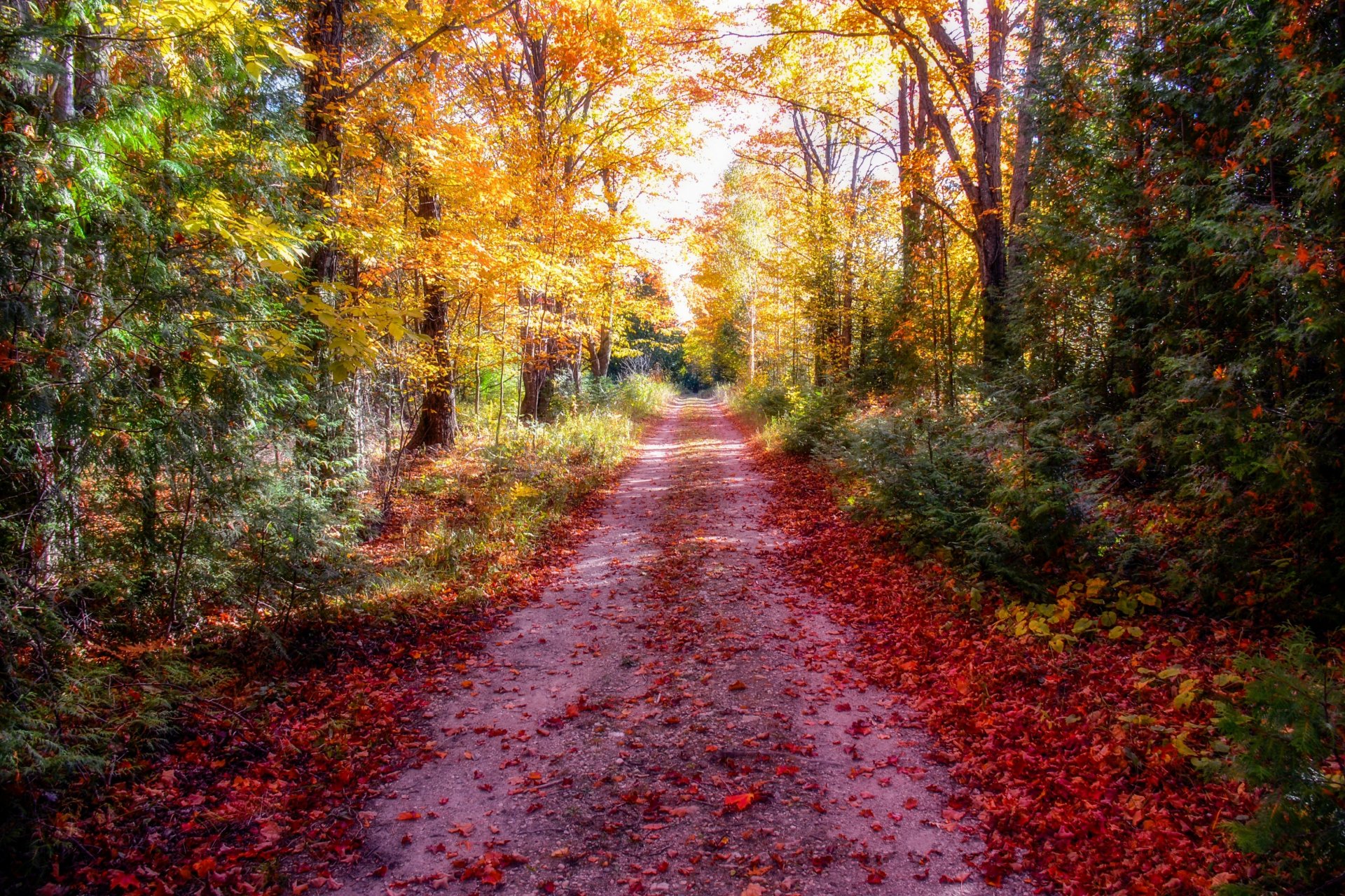 forêt automne route feuilles rayons du soleil traitement