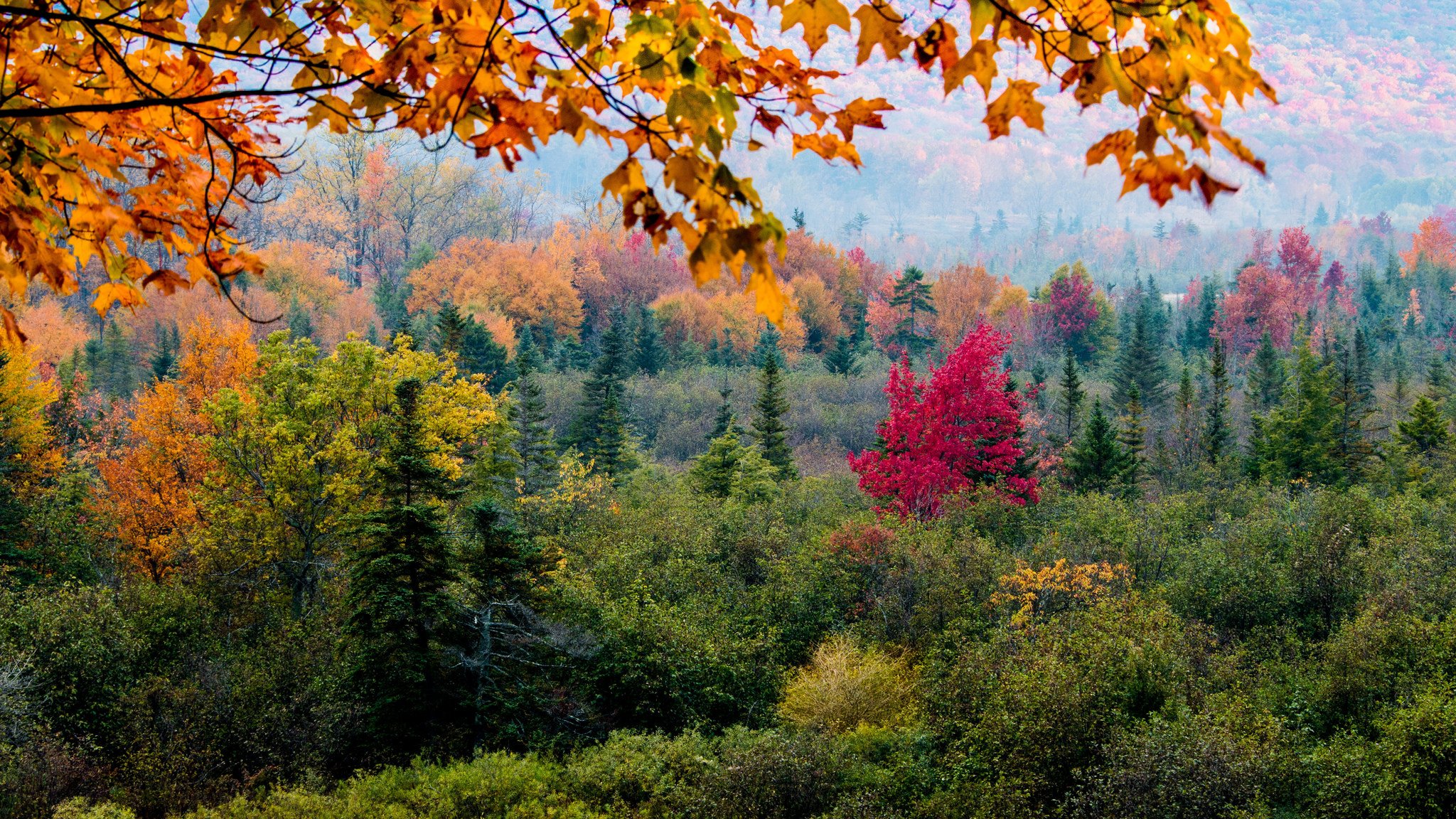 pendiente bosque árboles hojas otoño