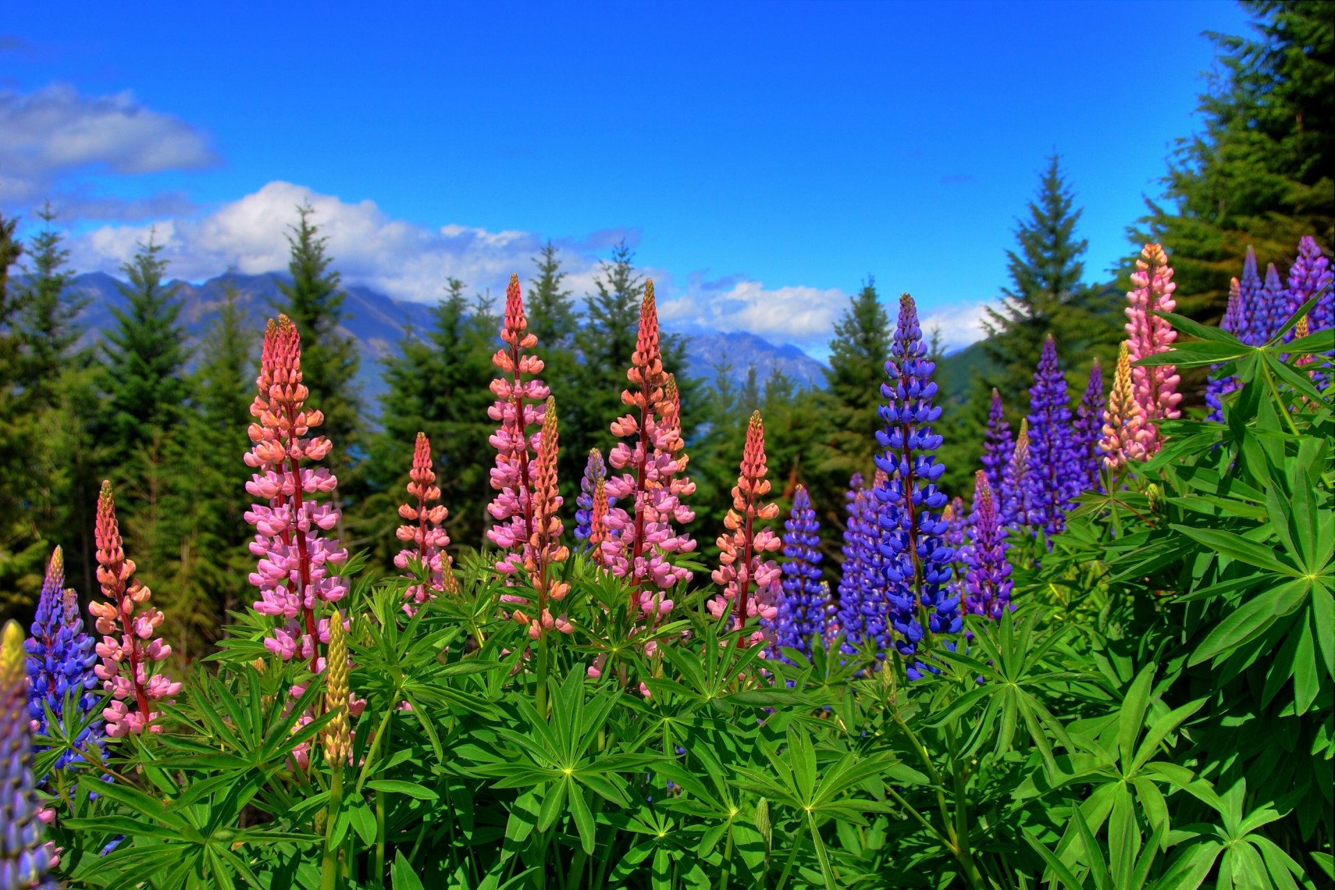 nueva zelanda flores altramuces